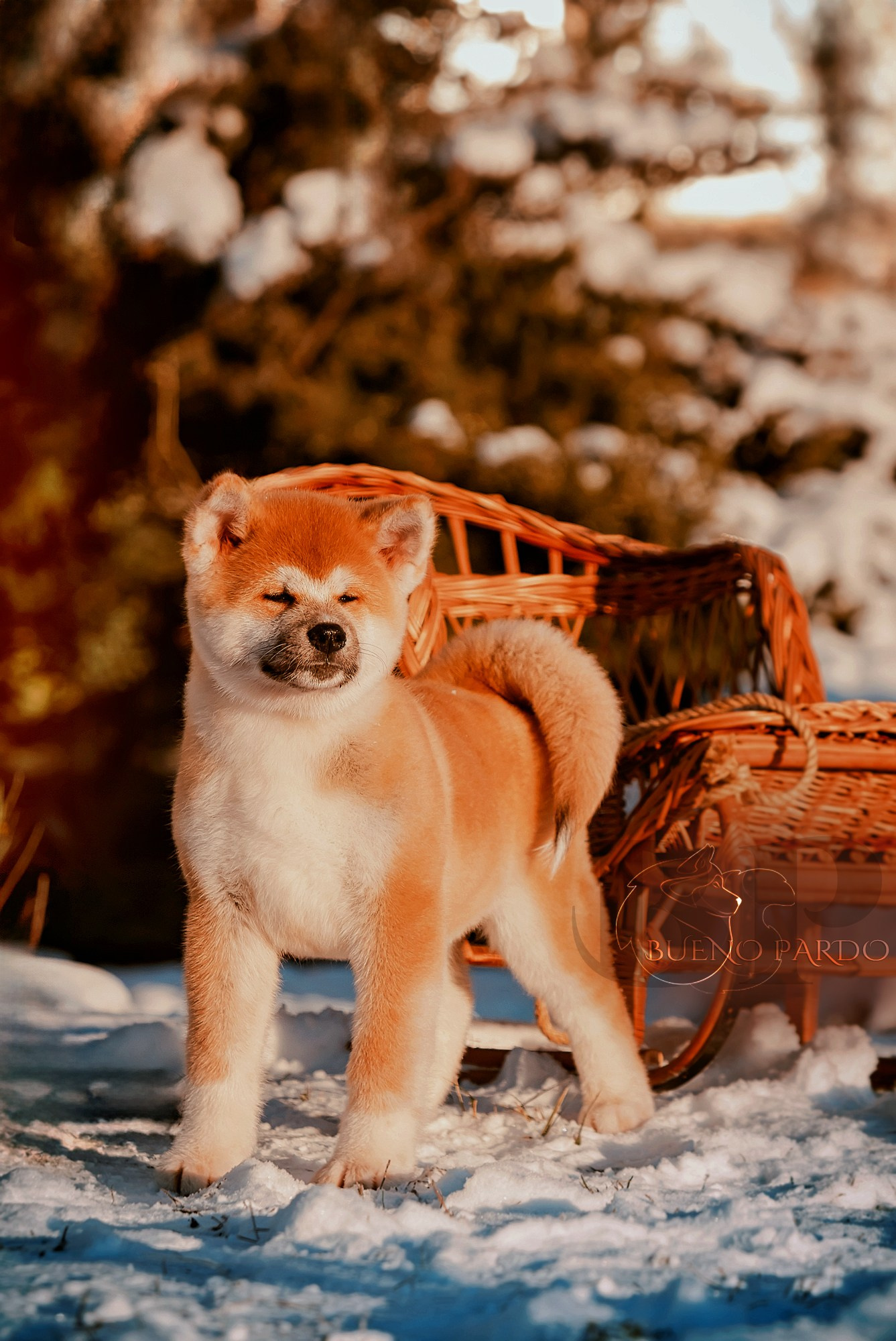 Щенки японской акита ину из питомника. Питомник собак Акита, Хаски, Корги