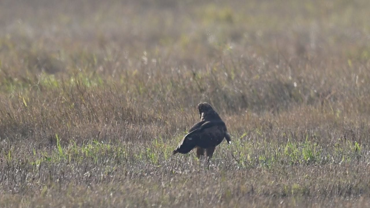 Журавлиный дзен. Crane Zen. Wildlife photography by Sergey Puponin