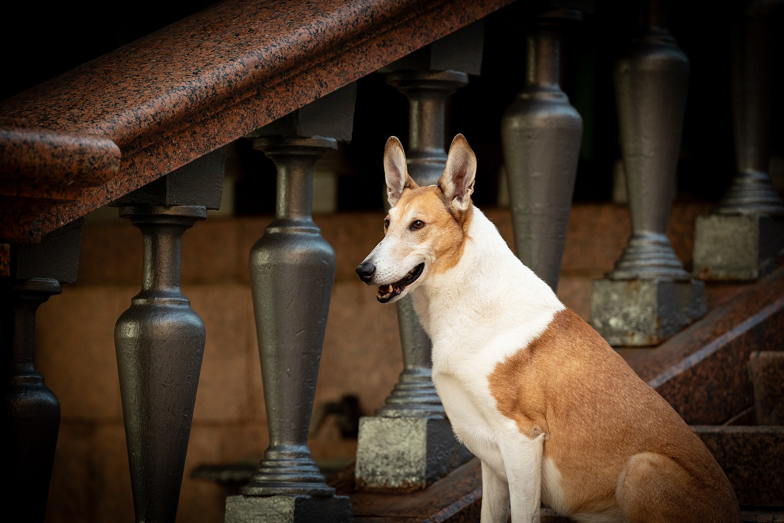Винтик и Вита в городе. Фотограф-анималист Natalia Deingel | Фотосъемка собак в Москве