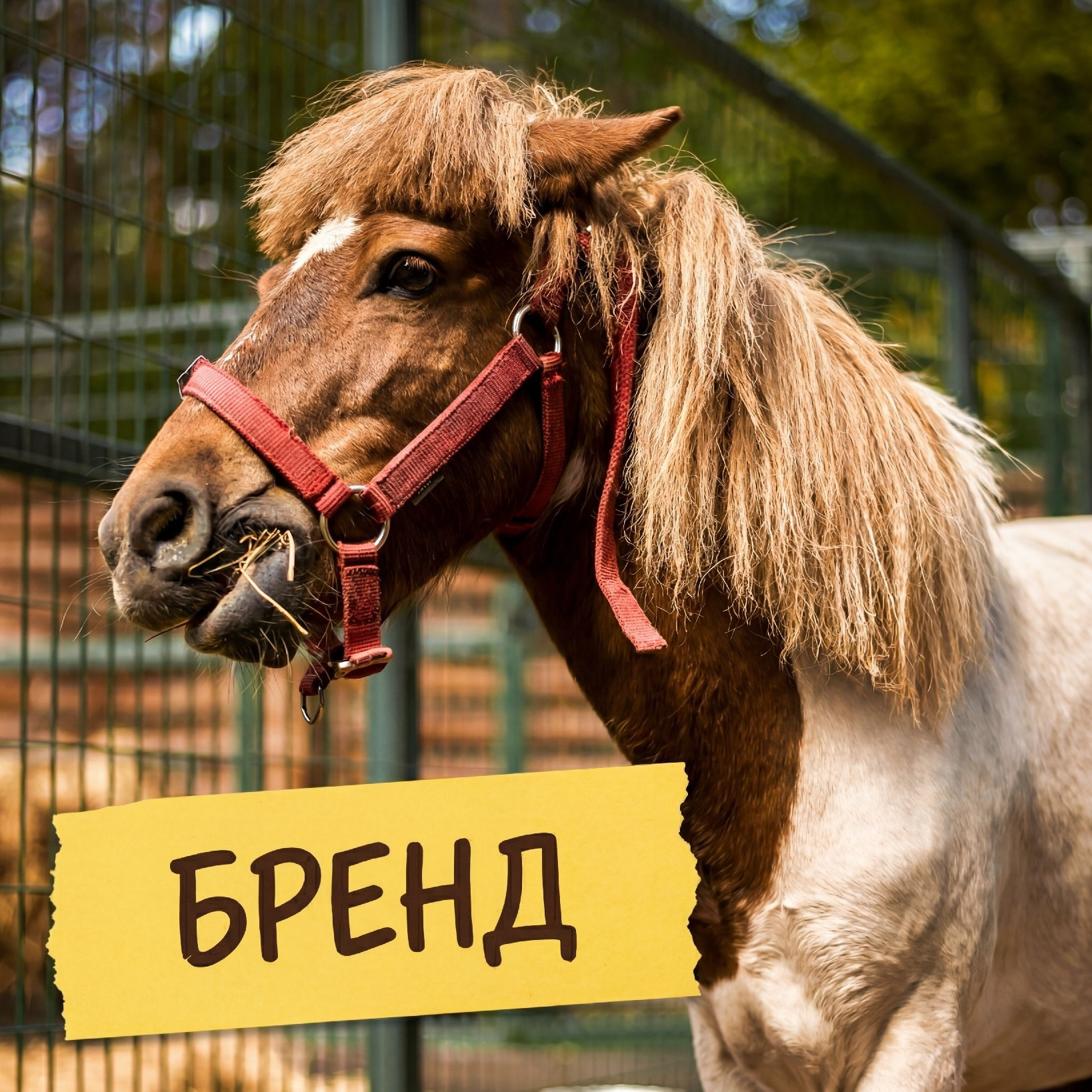 Пони в зоопарке Лесная Братва