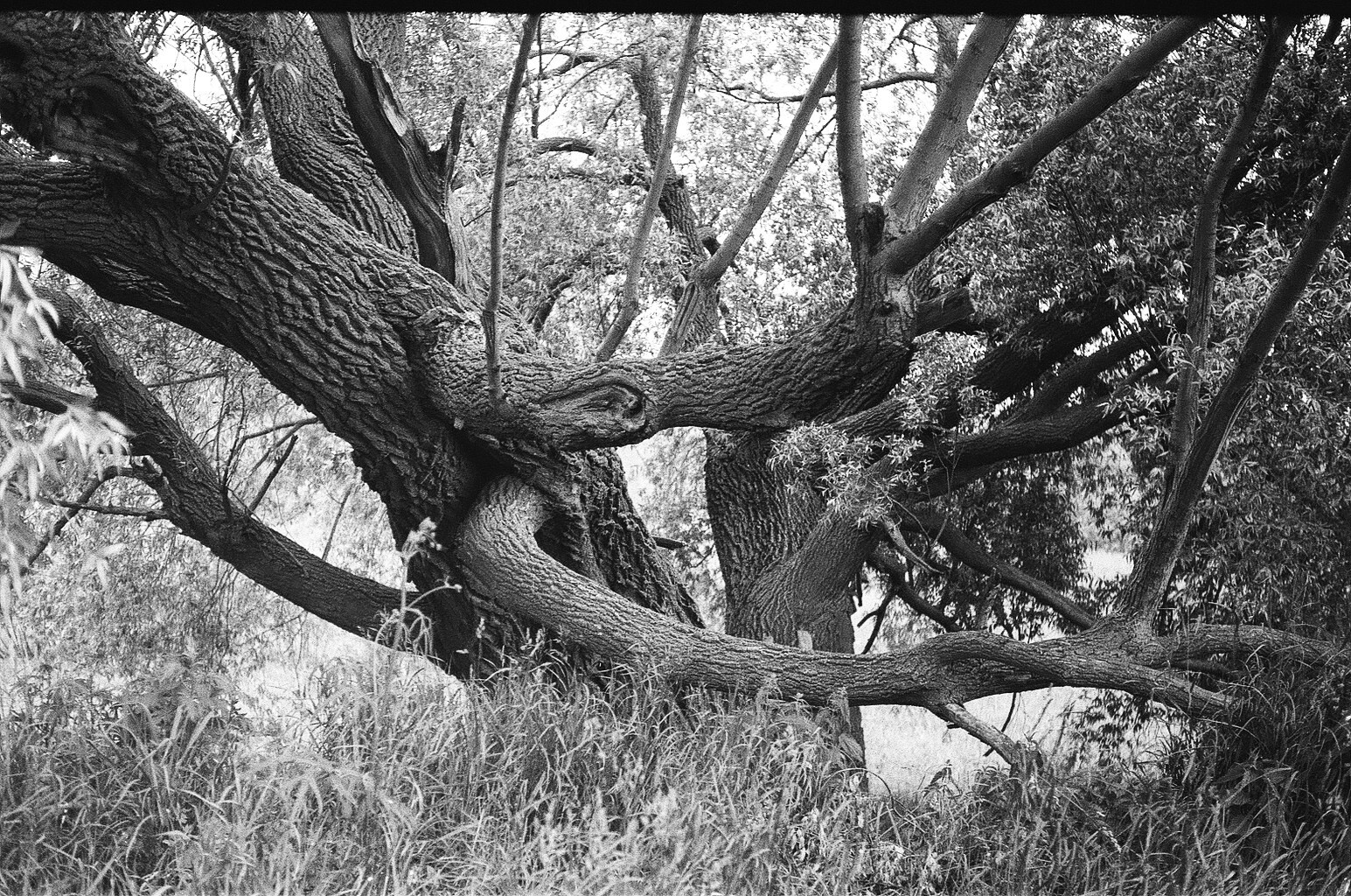 Плакучая ива. Фотограф-любитель Ксения Мирзоян