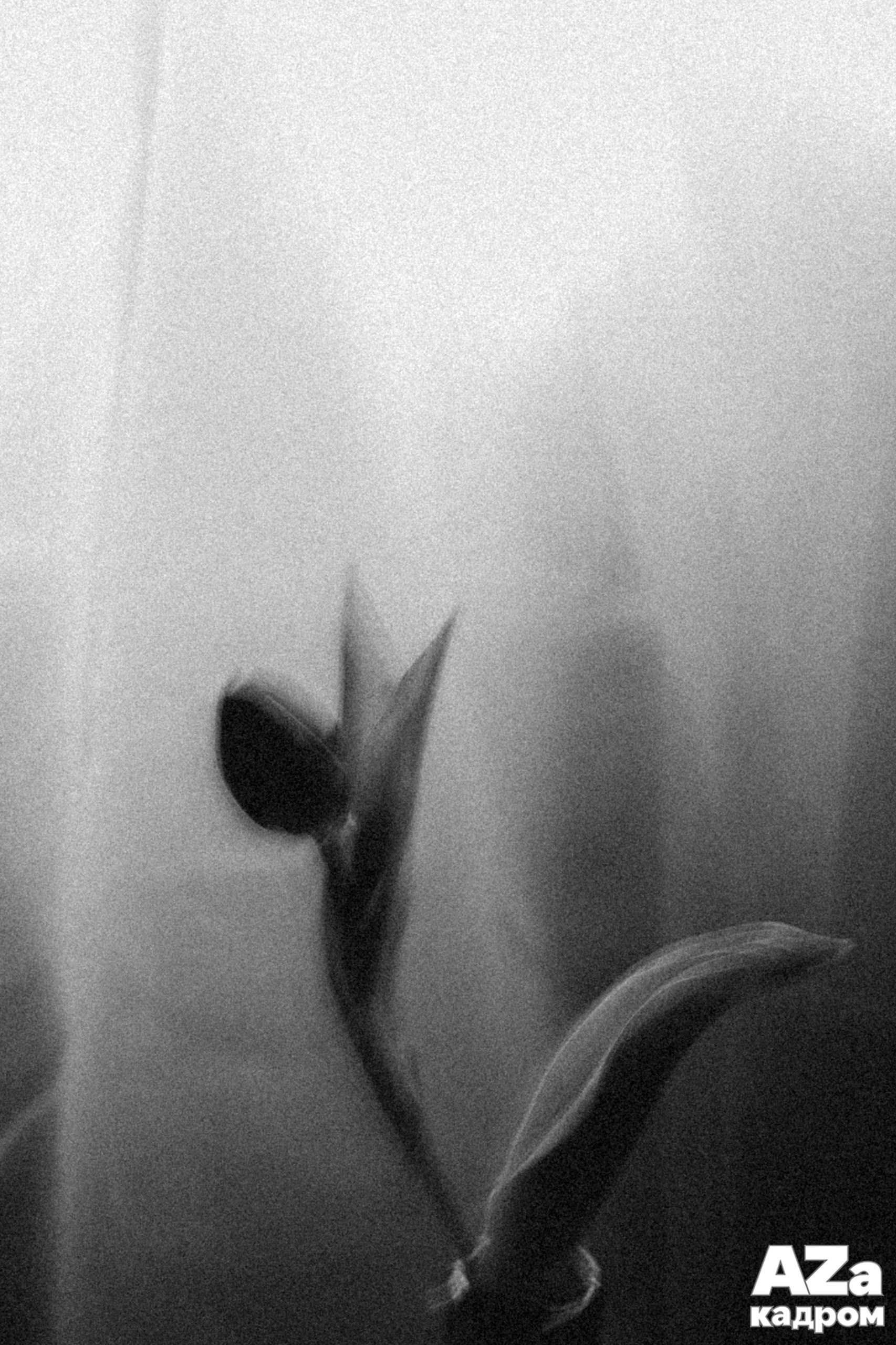 Дыхание весны. Фотоклуб AZакадром. Женский семейный фотограф Тула Москва Захарова Анна