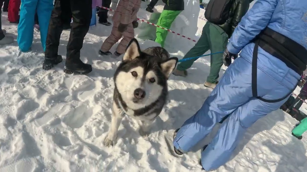 «ИГЛУ — город эскимосов», городской фестиваль. Детские программы Школа безопасности Новосибирск