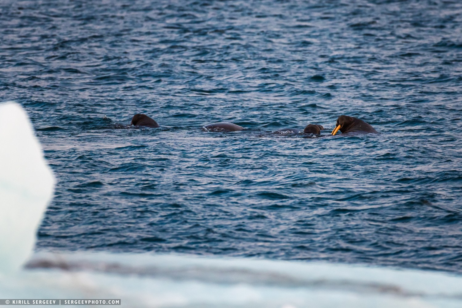 Арктическая одиссея. Фотограф Кирилл Сергеев | Москва