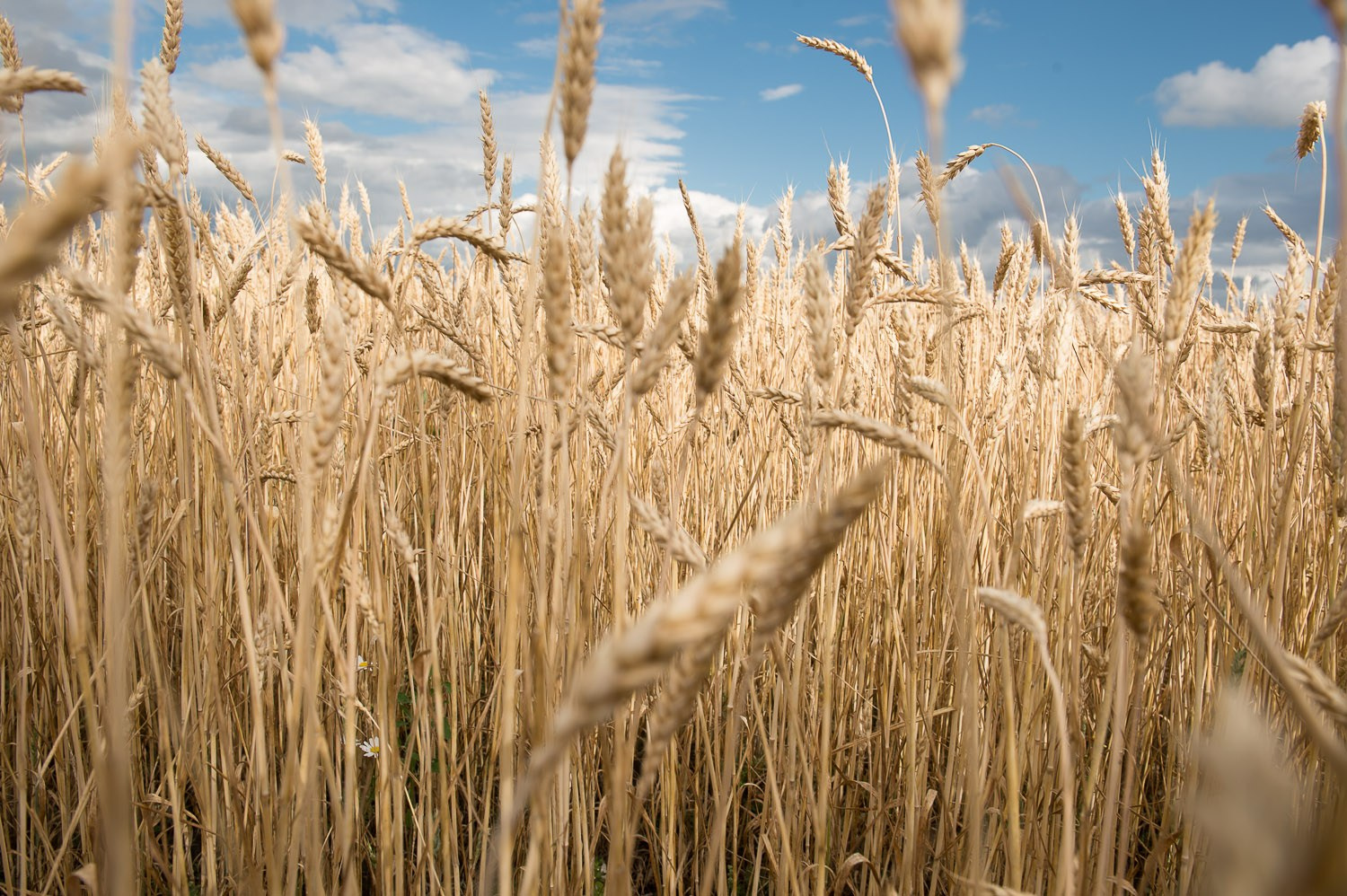 Фотограф и личные проекты. Ира Зимина — портретный фотограф и художник в Калиниграде и Москве
