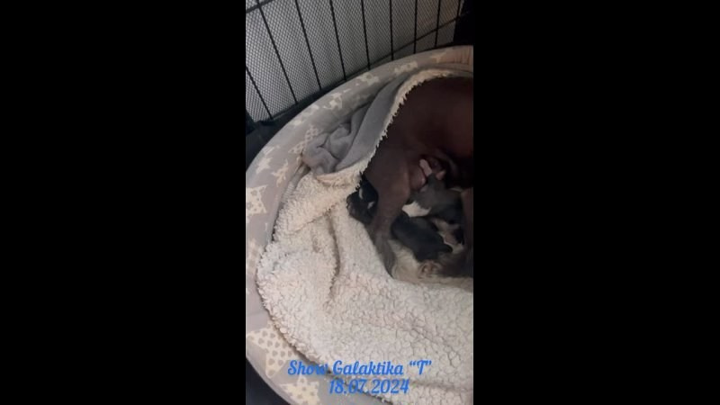 Честер (Poale Ell Chester) стал папой. Питомник китайских хохлатых собак Poale Ell: купить щенка