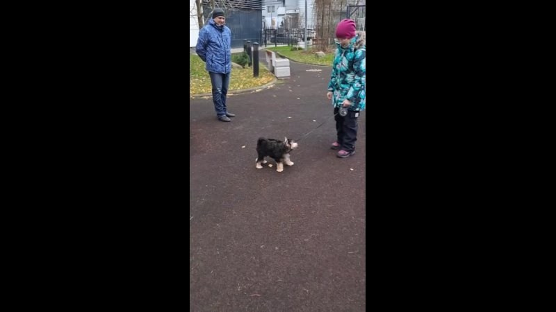 Lux became a dad. Chinese Crested Dog Kennel Poale Ell