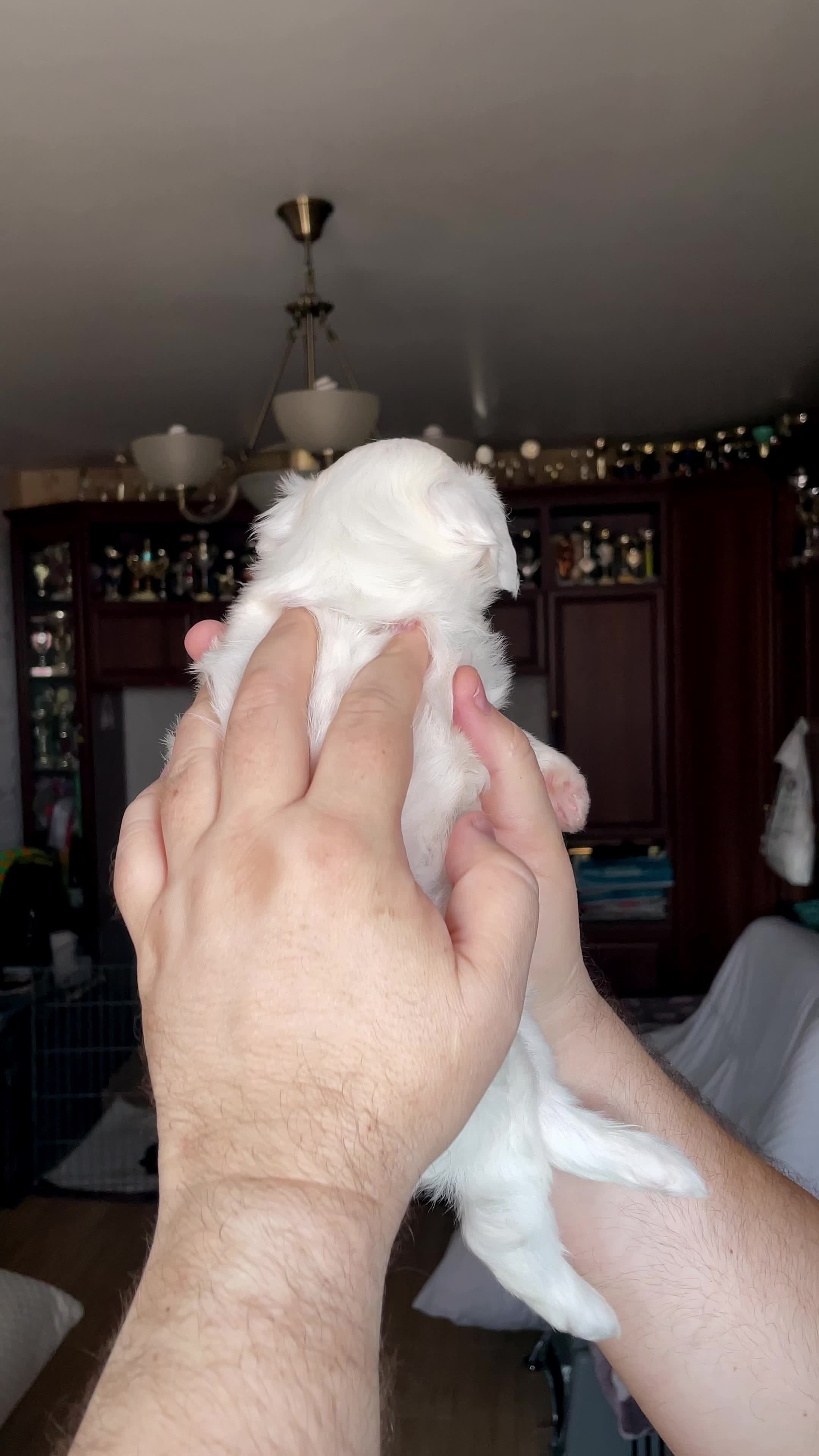 Lux became a dad. Chinese Crested Dog Kennel Poale Ell