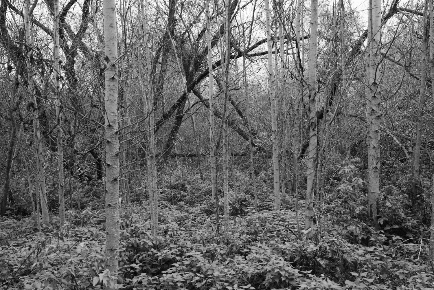 Непокорённая земля. Пылина Ирина — современная фотография