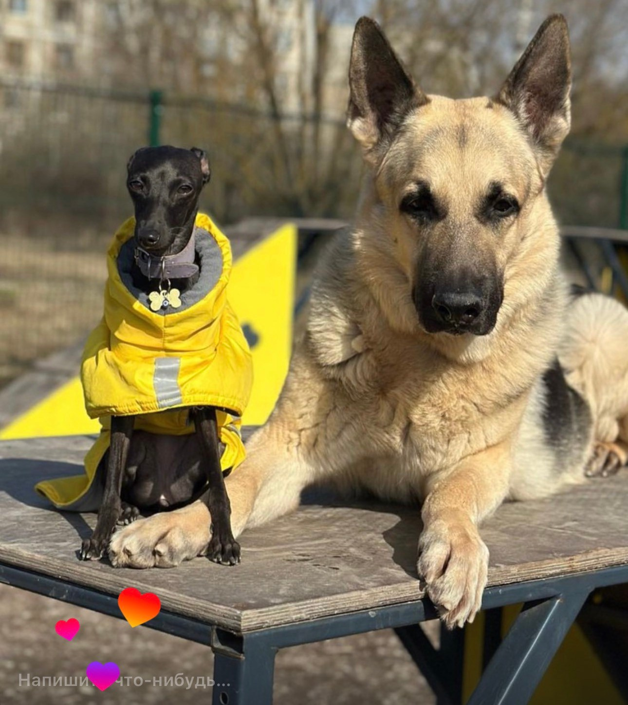 Левретка и другие породы собак. Профессиональный питомник левреток РКФ/FCI ASTI SAPPHIRE 💎 Сочи|Санкт-Петербург