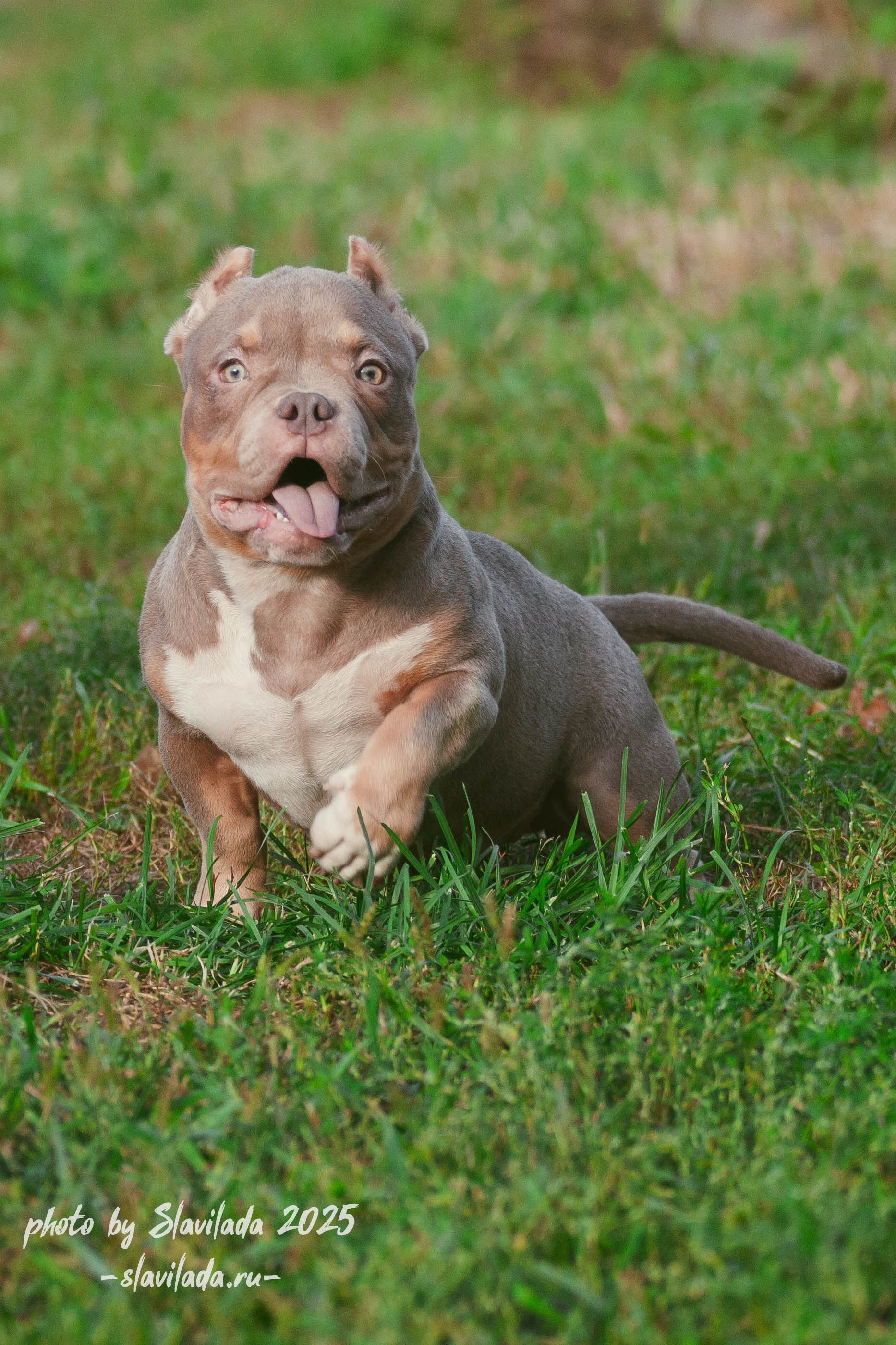 Американский булли. Slavilada-Лапки. Свет. Любовь… Профессиональная фотосессия питомцев Для памяти, пристройства и продажи. Хабаровск