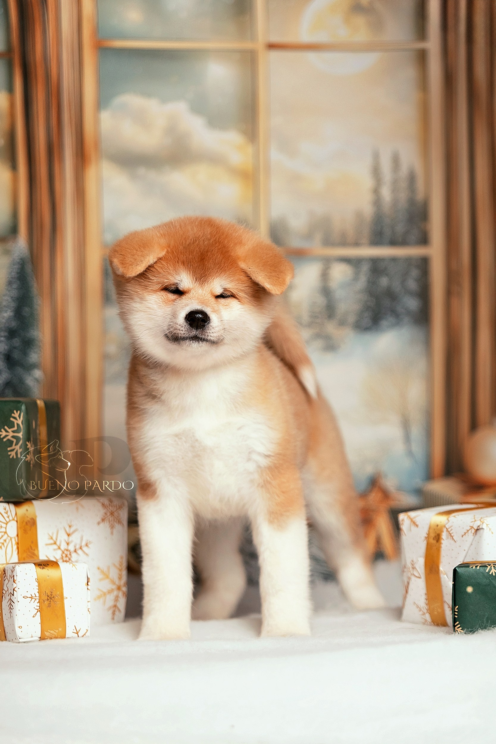 Щенки японской акита ину из питомника. Питомник собак Акита, Хаски, Корги