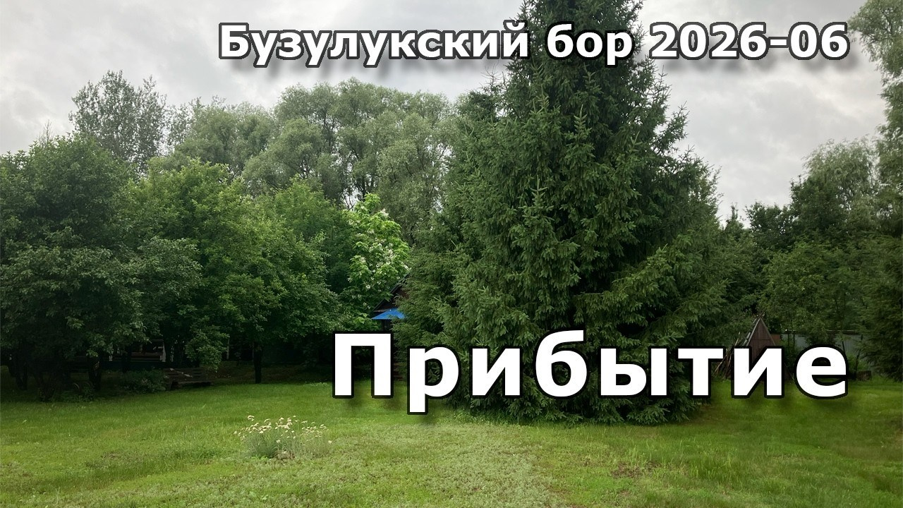 Бузулукский бор. Северные Ночи