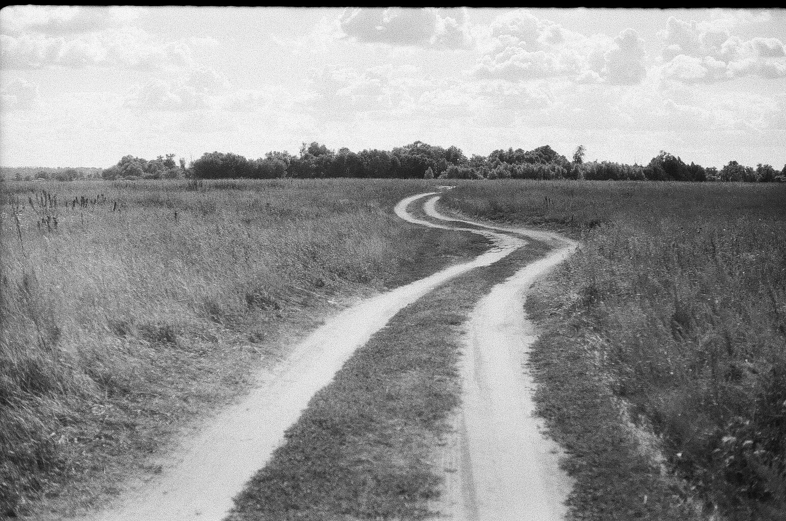 Плакучая ива. Фотограф-любитель Ксения Мирзоян