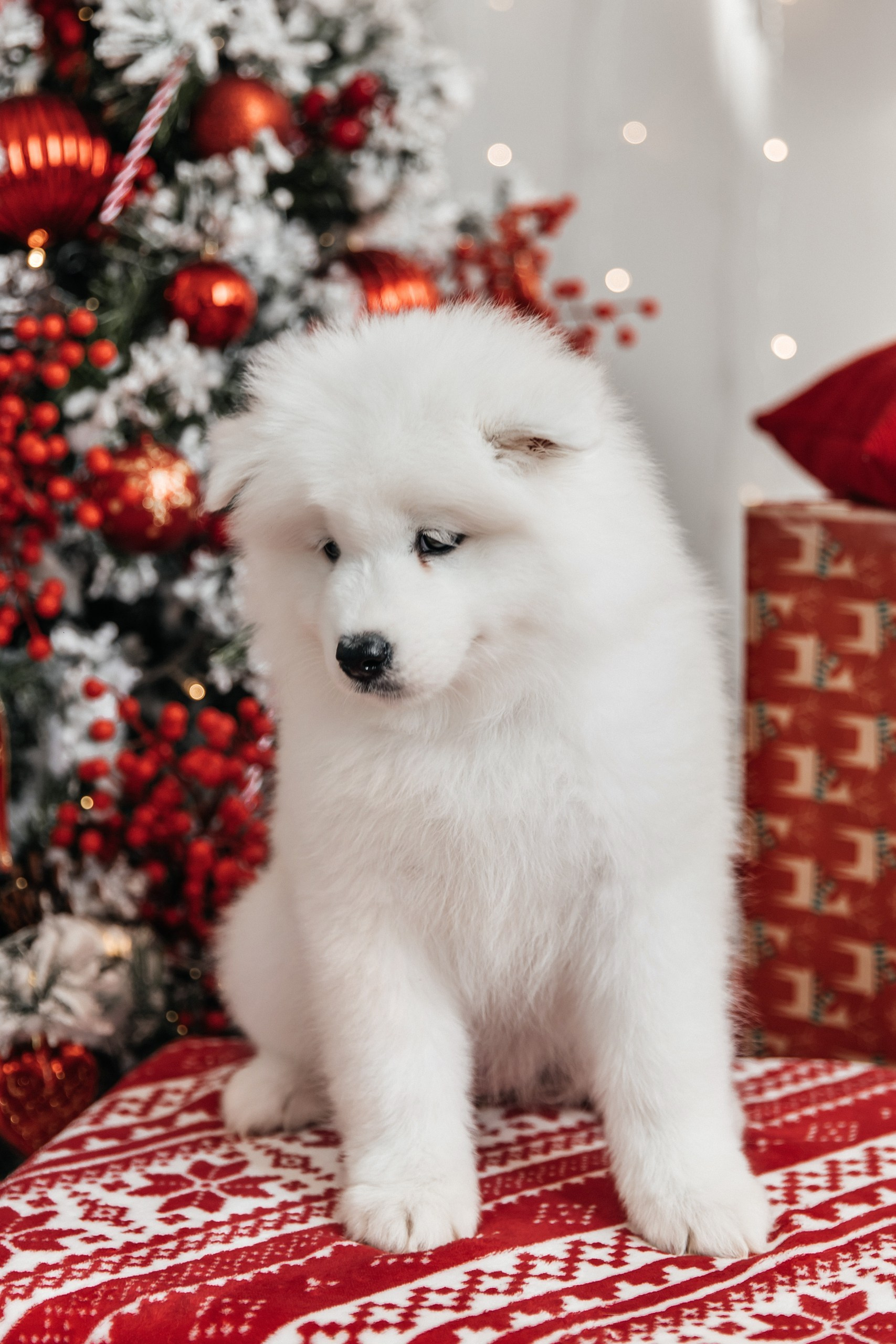 Помет «Г» 02.09.2025. Самоед Новосибирск