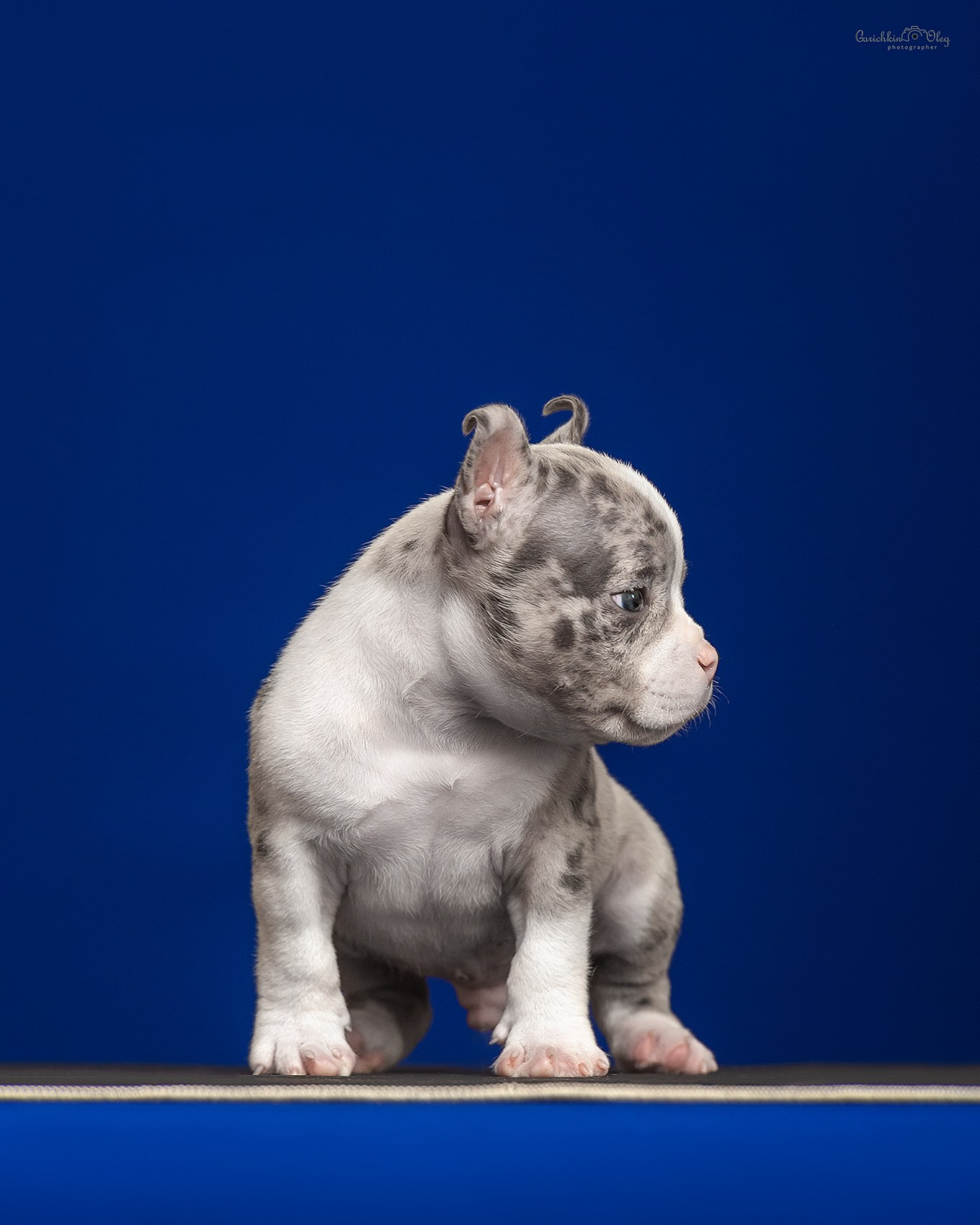 официальный питомник Американских Булли в Нижнем Новгороде