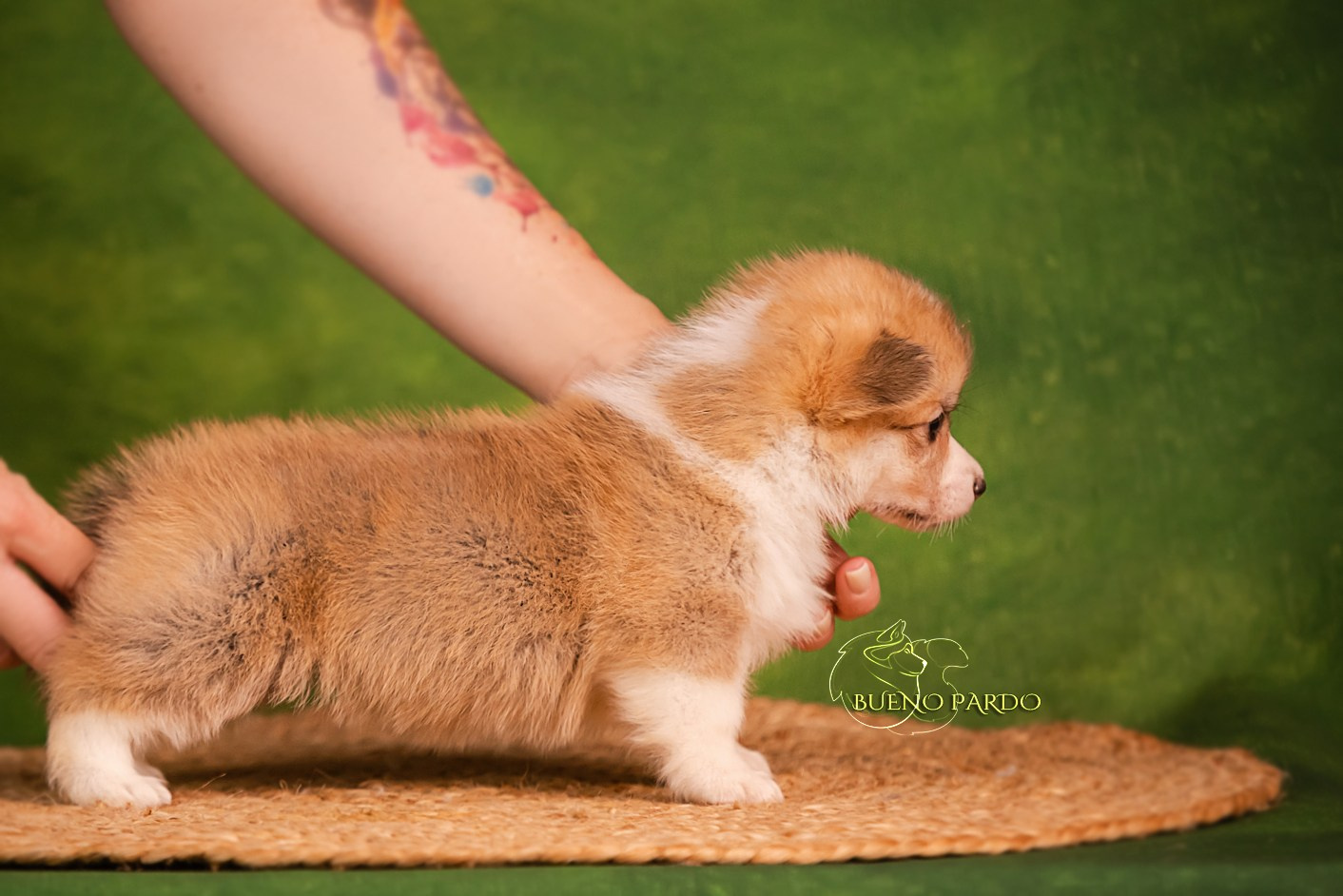 КОРГИ. Kawaii Kuma питомник собак пород Корги пемброк, Акита ину, Сиба