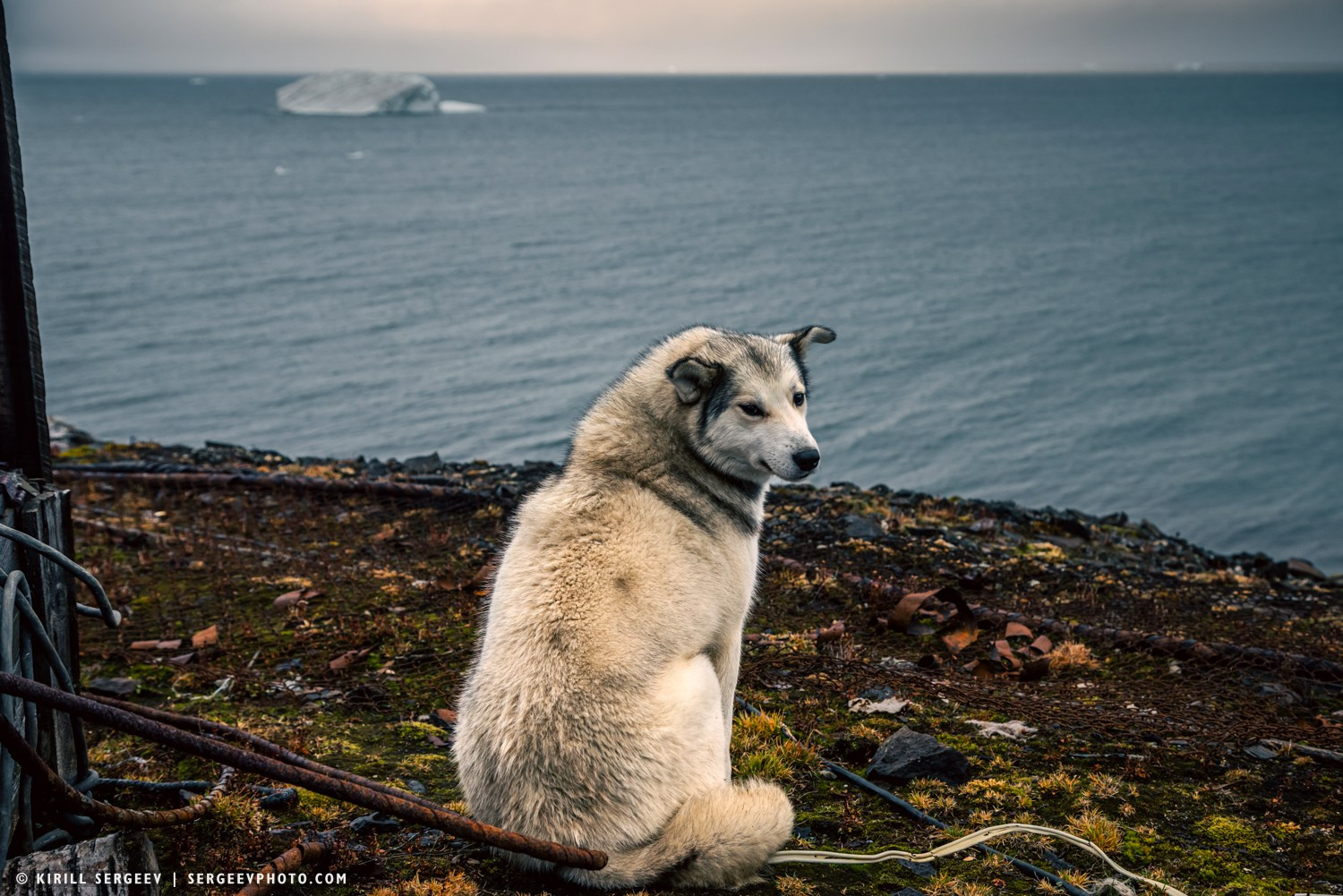 Арктическая одиссея. Фотограф Кирилл Сергеев | Москва