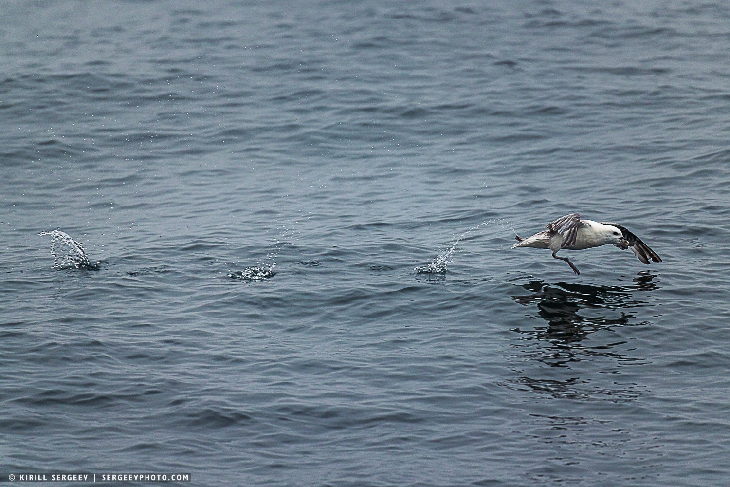 Арктическая одиссея. Фотограф Кирилл Сергеев | Москва