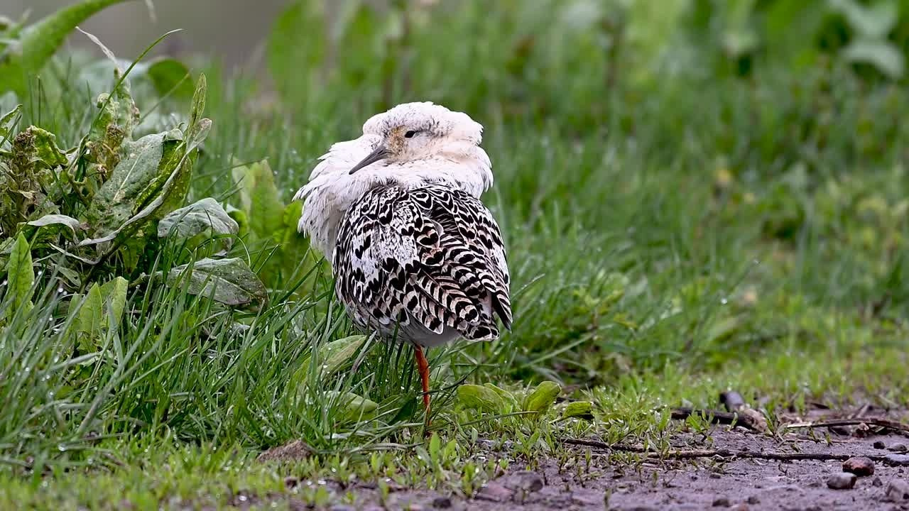 Турухтан. Фотограф Сергей Пупонин