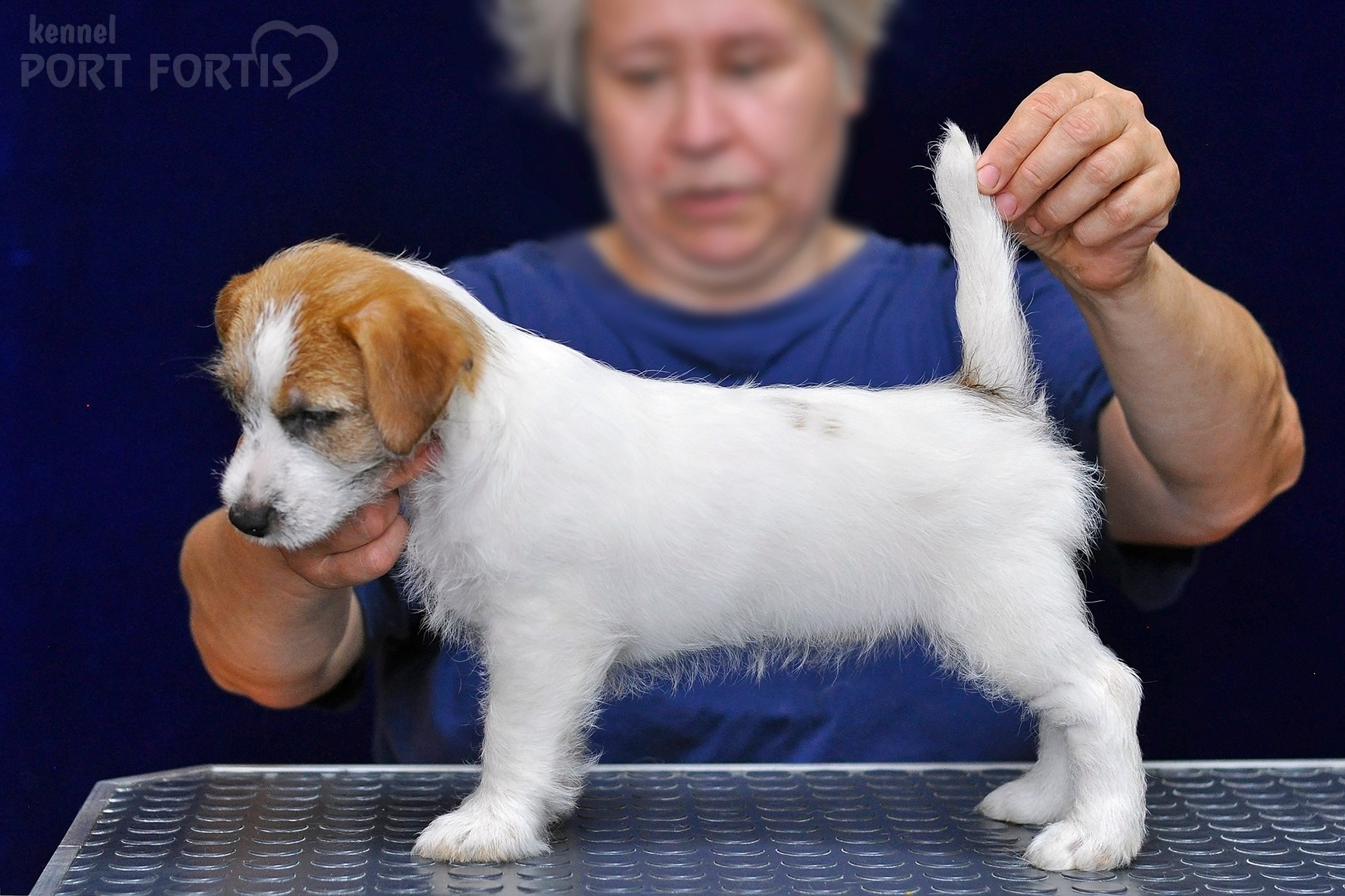 2026 Litter H female 3. Щенки джек рассел терьера, питомник РКФ, питомник джек рассел терьеров, питомник Порт Фортис, kennel PORT FORTIS