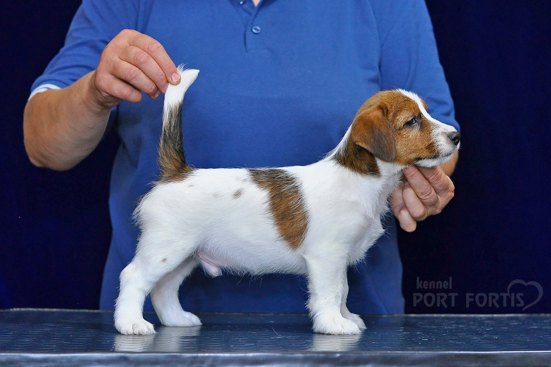 2026 Litter C-K male 1. Щенки джек рассел терьера, питомник РКФ, питомник джек рассел терьеров, питомник Порт Фортис, kennel PORT FORTIS