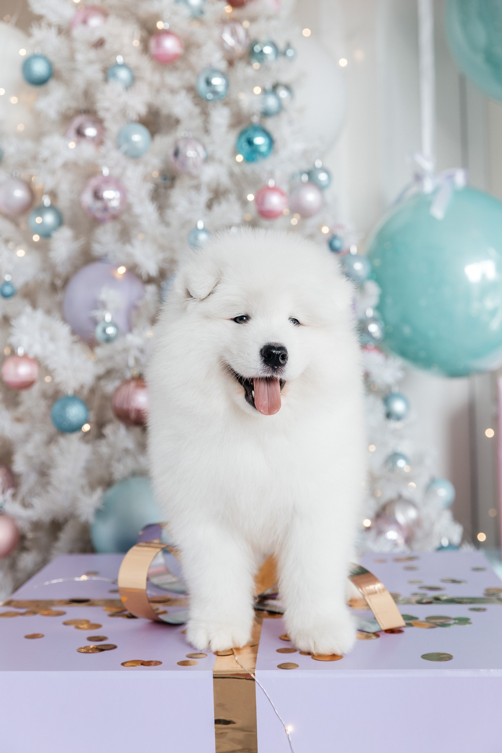 Помет «Г» 02.09.2025. Самоед Новосибирск