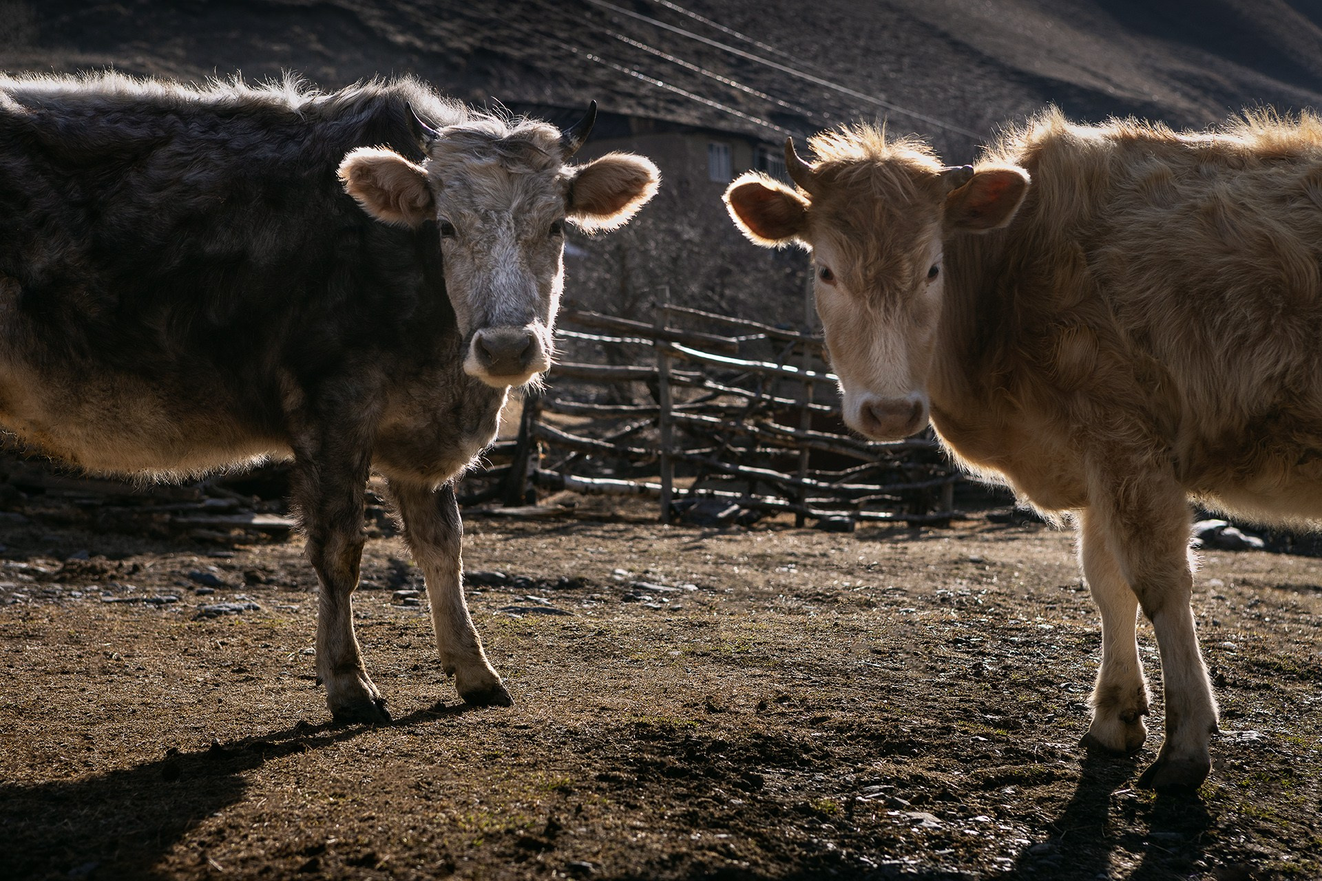 Экспедиция по Цумадинскому району и югу Дагестана 21.03.26 — 29.03.26. Дмитрий Купрацевич профессиональный пейзажный и travel-фотограф