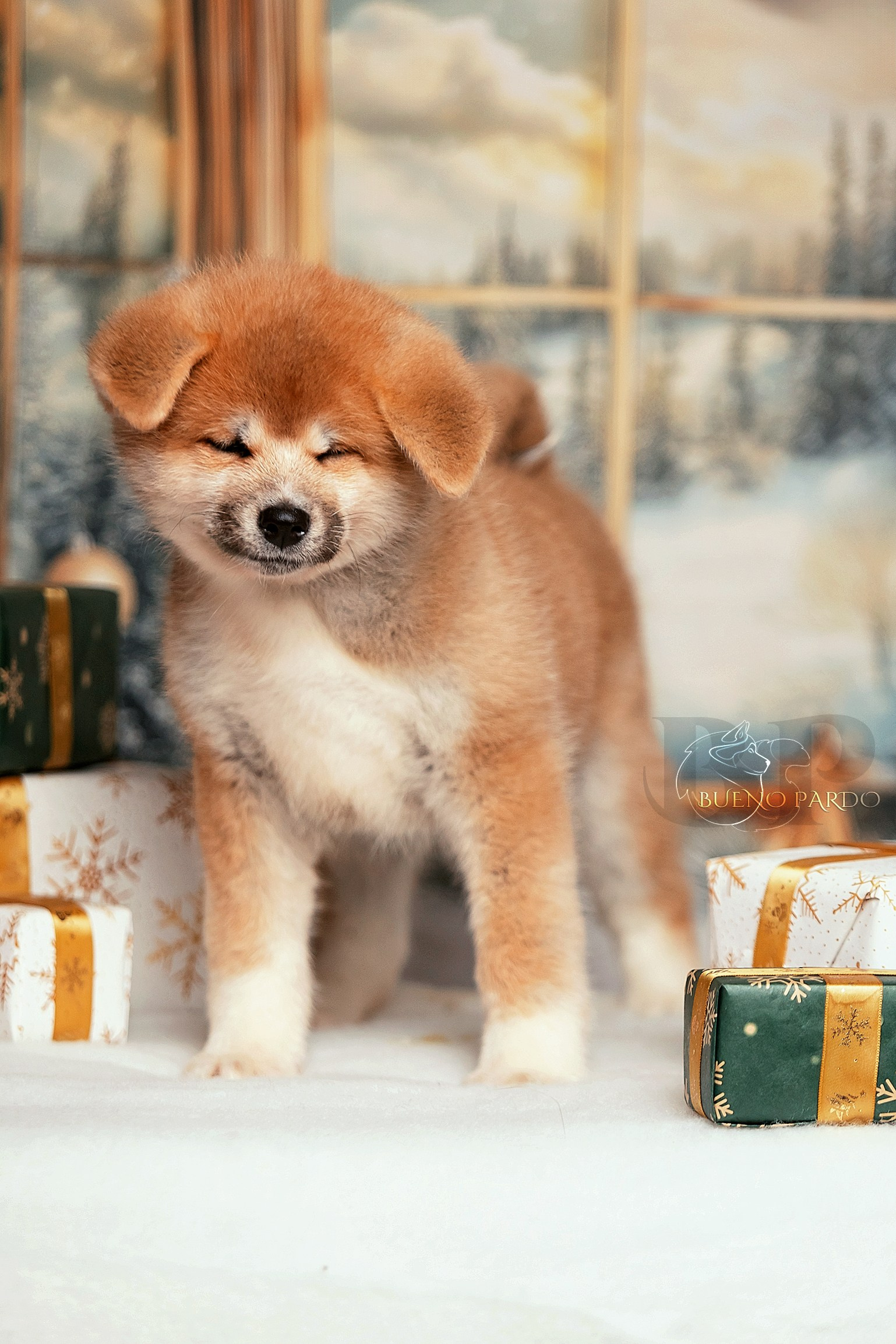 Щенки японской акита ину из питомника. Питомник собак Акита, Хаски, Корги