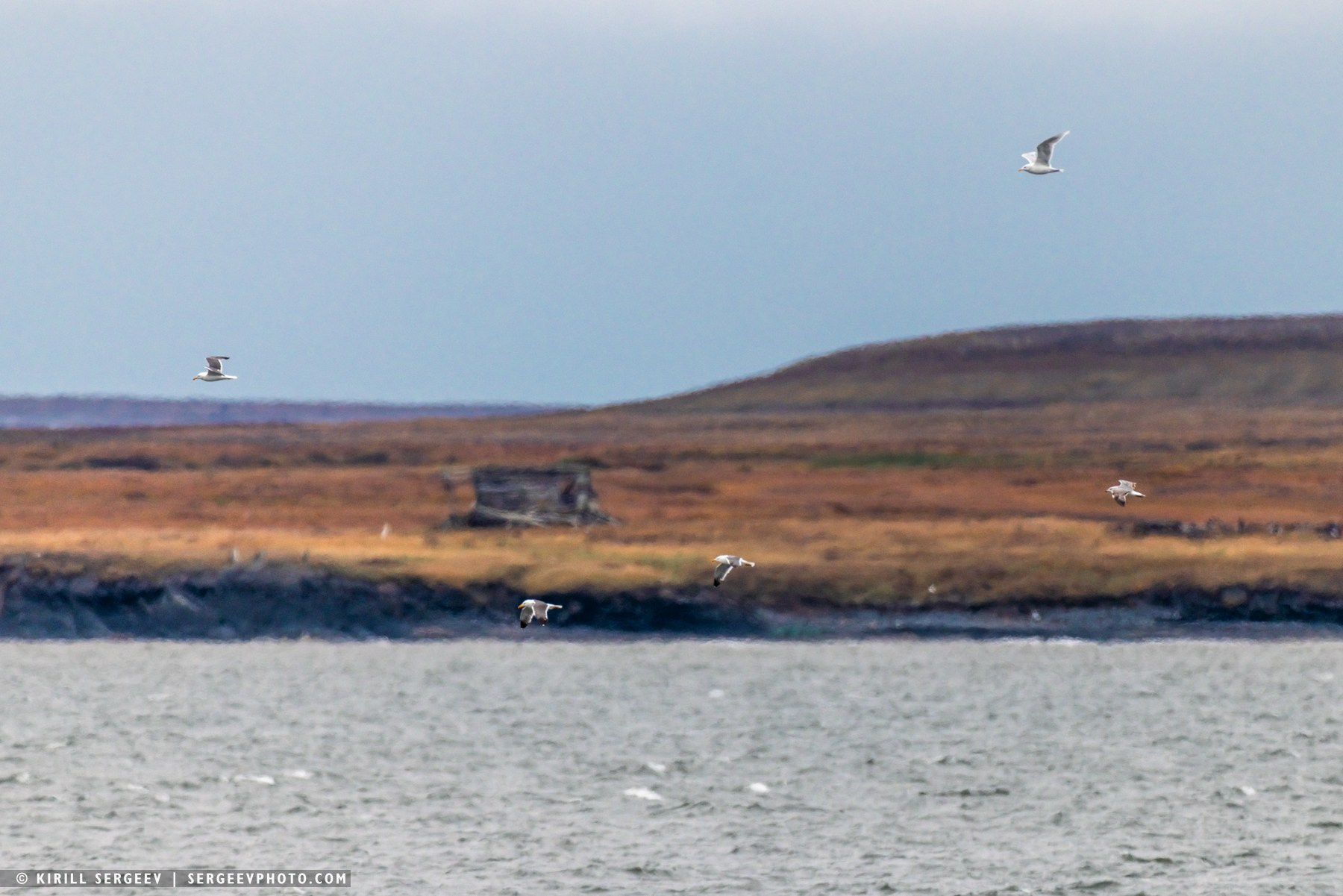 北極奧德賽. 攝影師 基里爾·謝爾蓋耶夫 |莫斯科