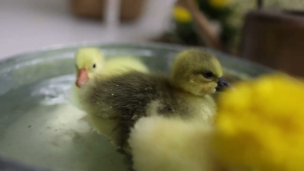 СВЕТЛАЯ ПАСХА. Фотограф Лодейное Поле Екатерина Герасимова в Санкт-Петербурге и Лен. области
