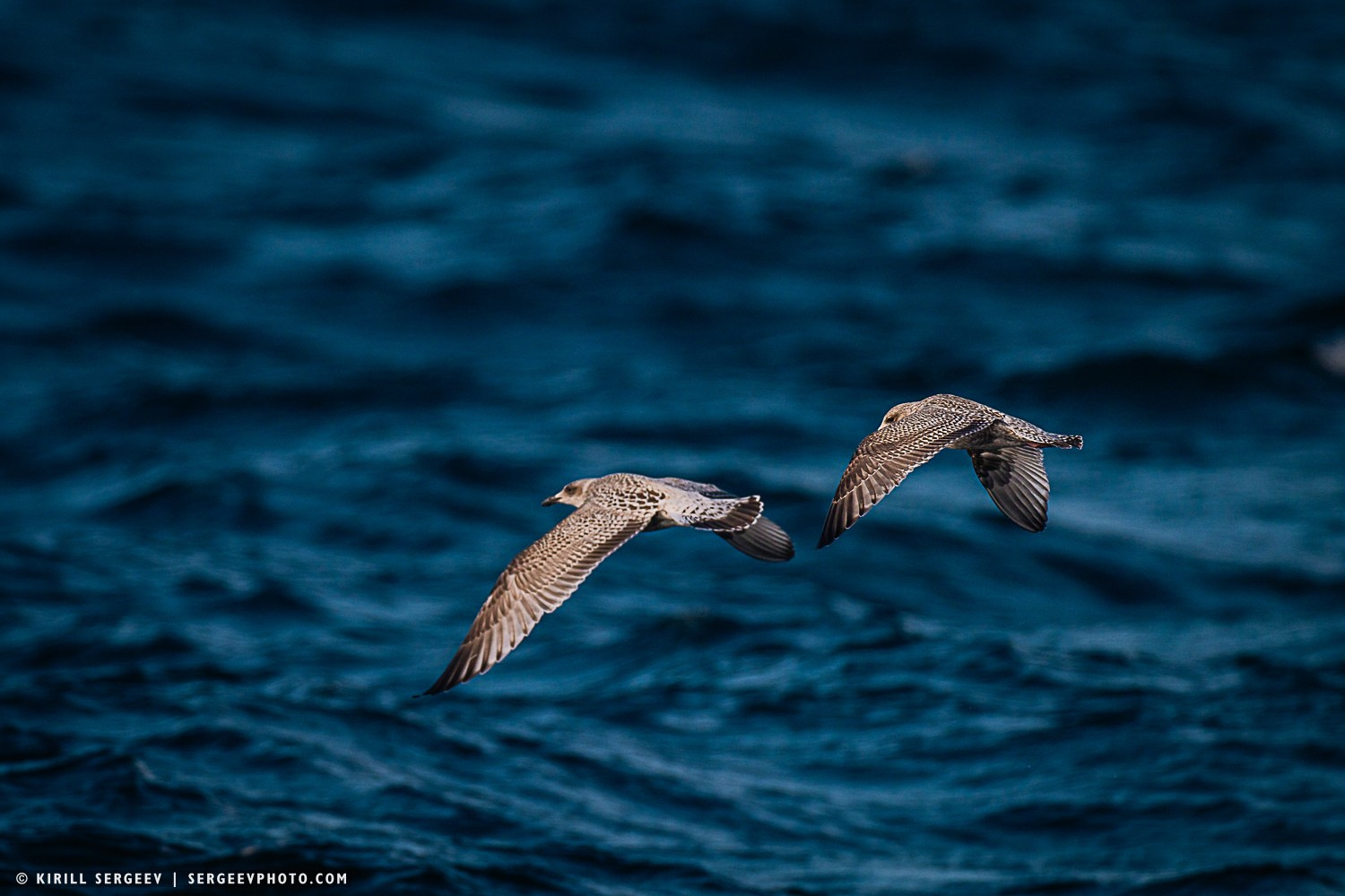 Арктическая одиссея. Фотограф Кирилл Сергеев | Москва