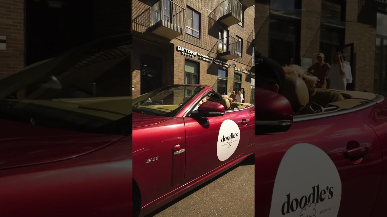 Фотосъемка груминг салона , съемка собак в кабриолете. Жуков Илья свадебный фотограф в Москве