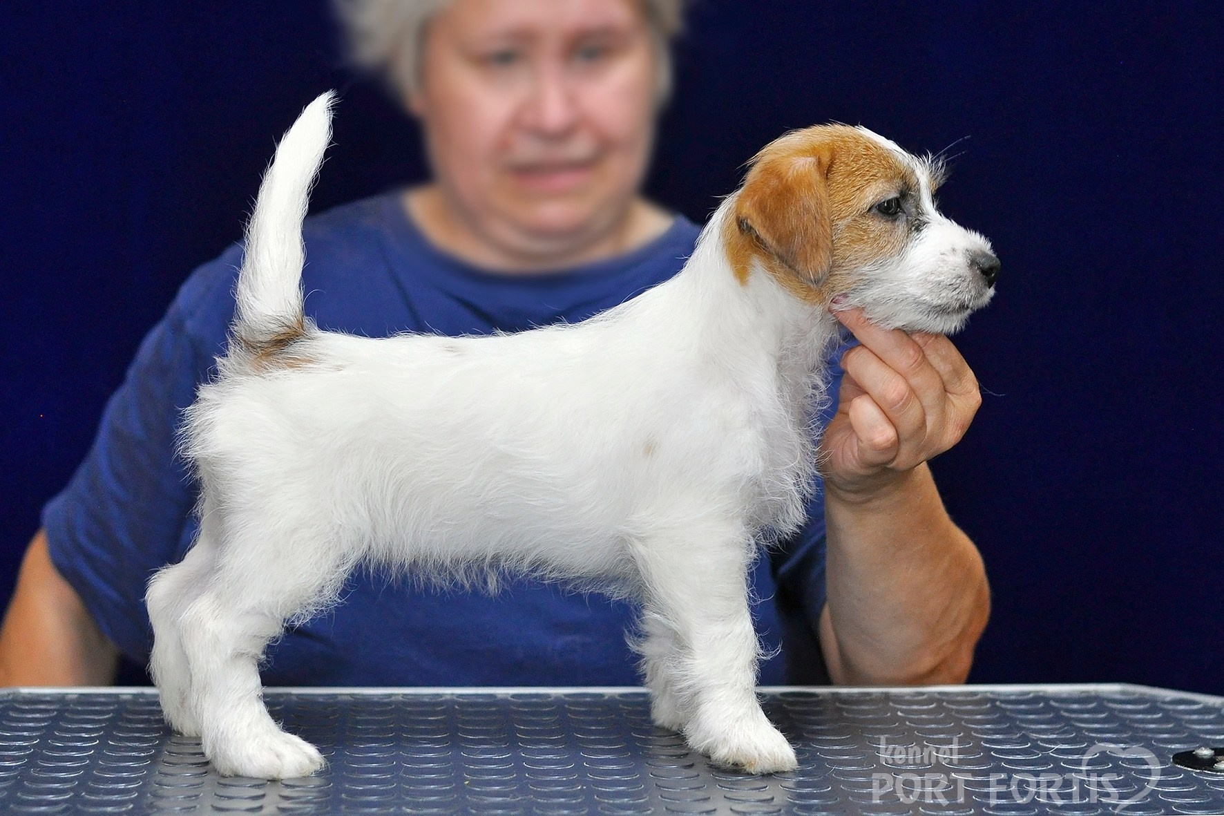 2026 Litter H female 3. Щенки джек рассел терьера, питомник РКФ, питомник джек рассел терьеров, питомник Порт Фортис, kennel PORT FORTIS