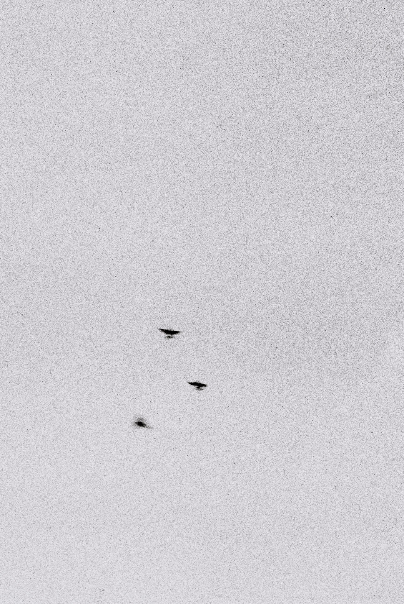 Пьюти-фьют. Игорь Скабелин