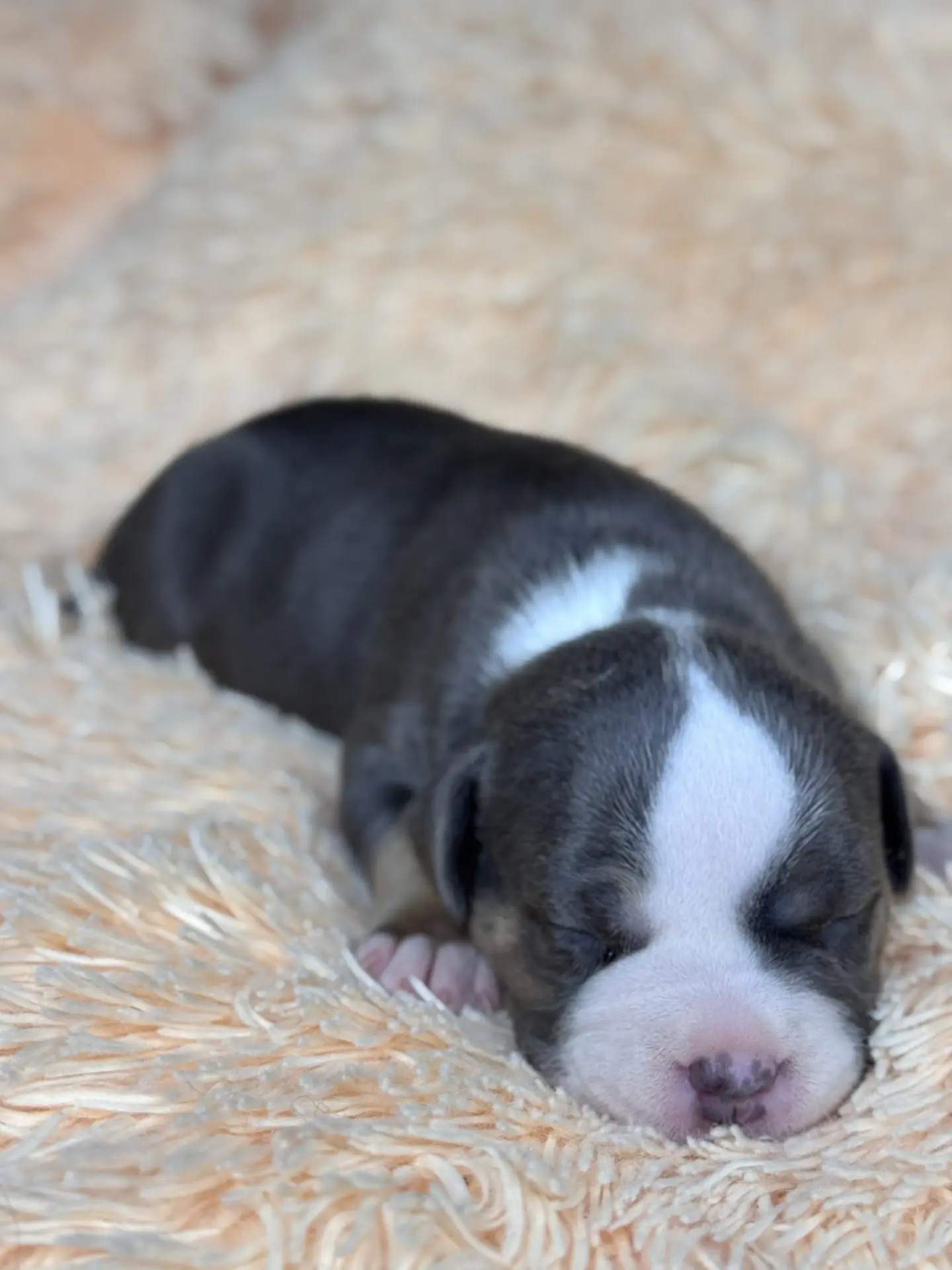 Все свободные щенки. Американский Булли в г. Ростов-на-Дону. Питомник THE POWER OF SIBERIA