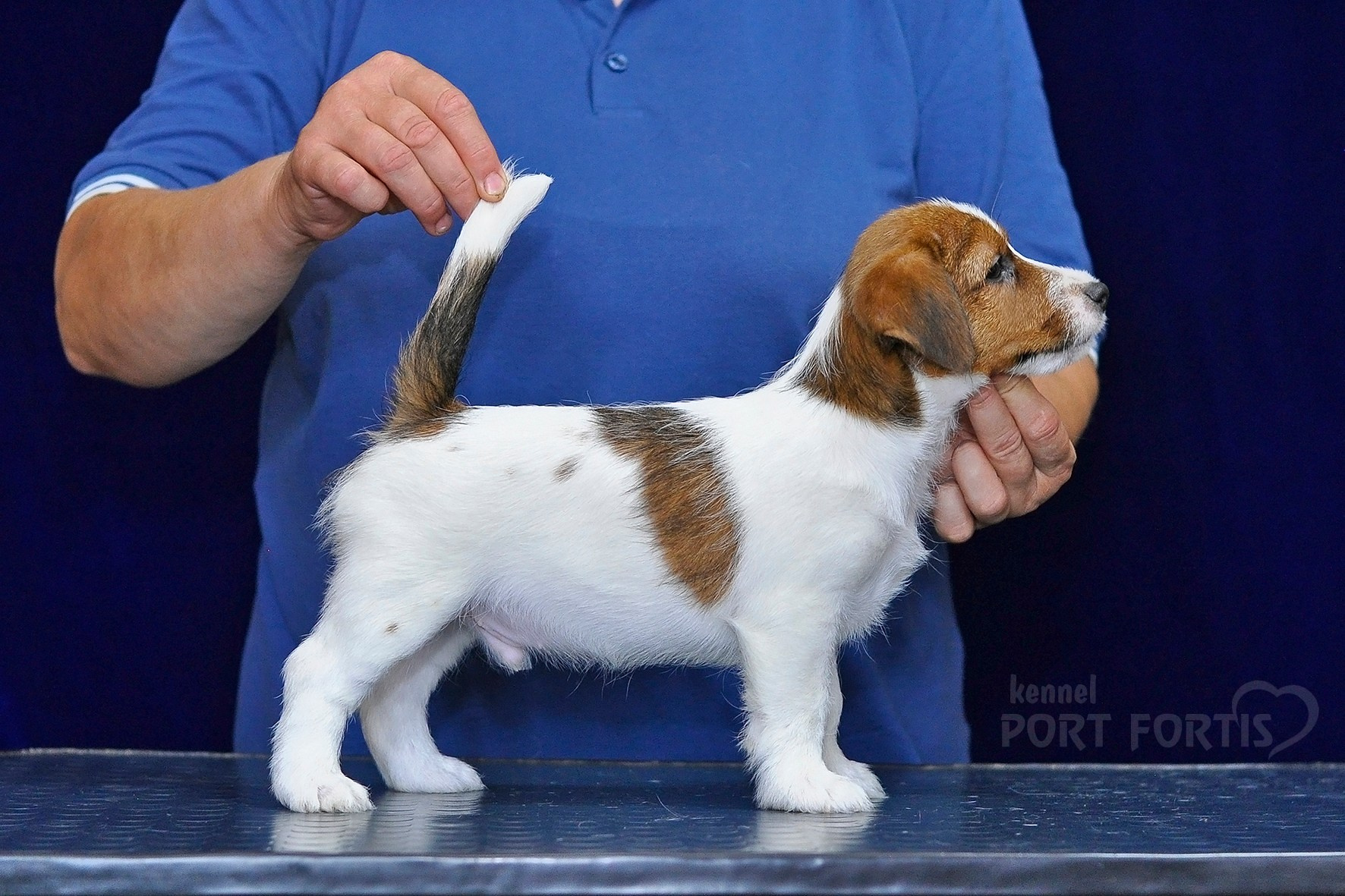 2026 Litter C-K male 1. Щенки джек рассел терьера, питомник РКФ, питомник джек рассел терьеров, питомник Порт Фортис, kennel PORT FORTIS