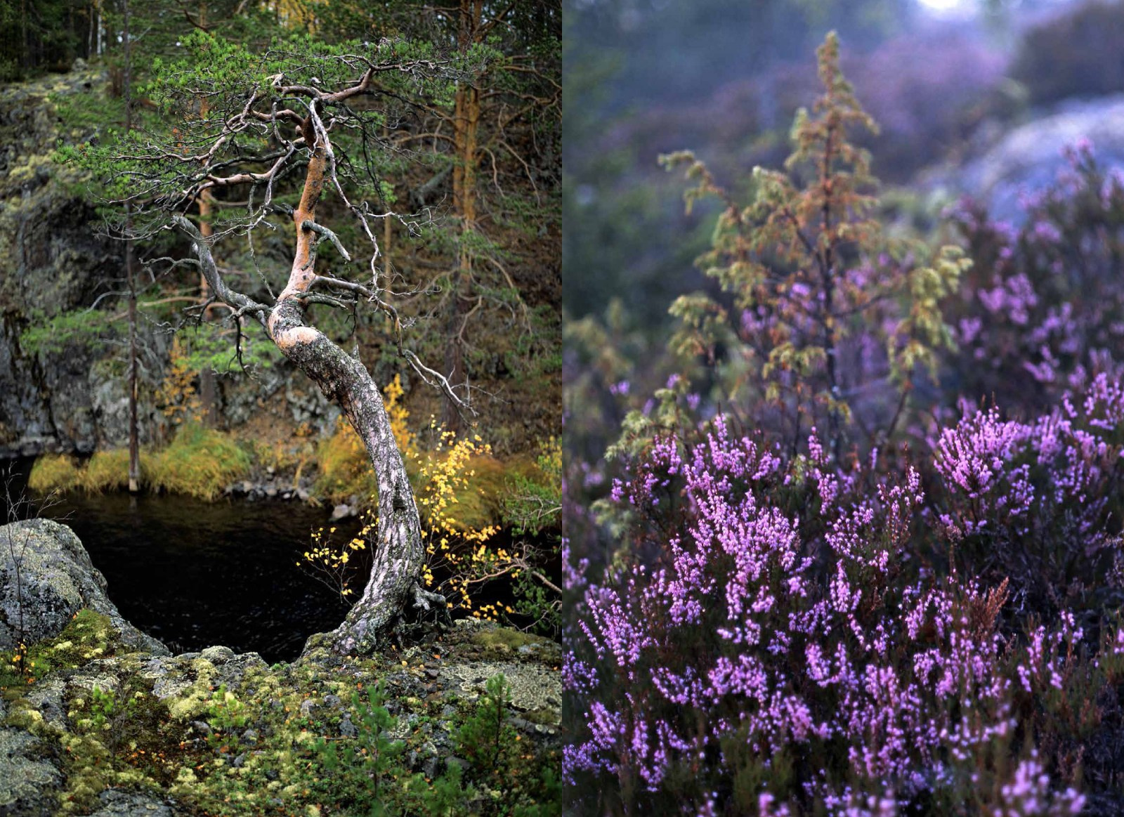 Коллекционные альбомы. ВАДИМ ГИППЕНРЕЙТЕР — ВЕЛИКИЙ ФОТОГРАФ ЗЕМЛИ РУССКОЙ