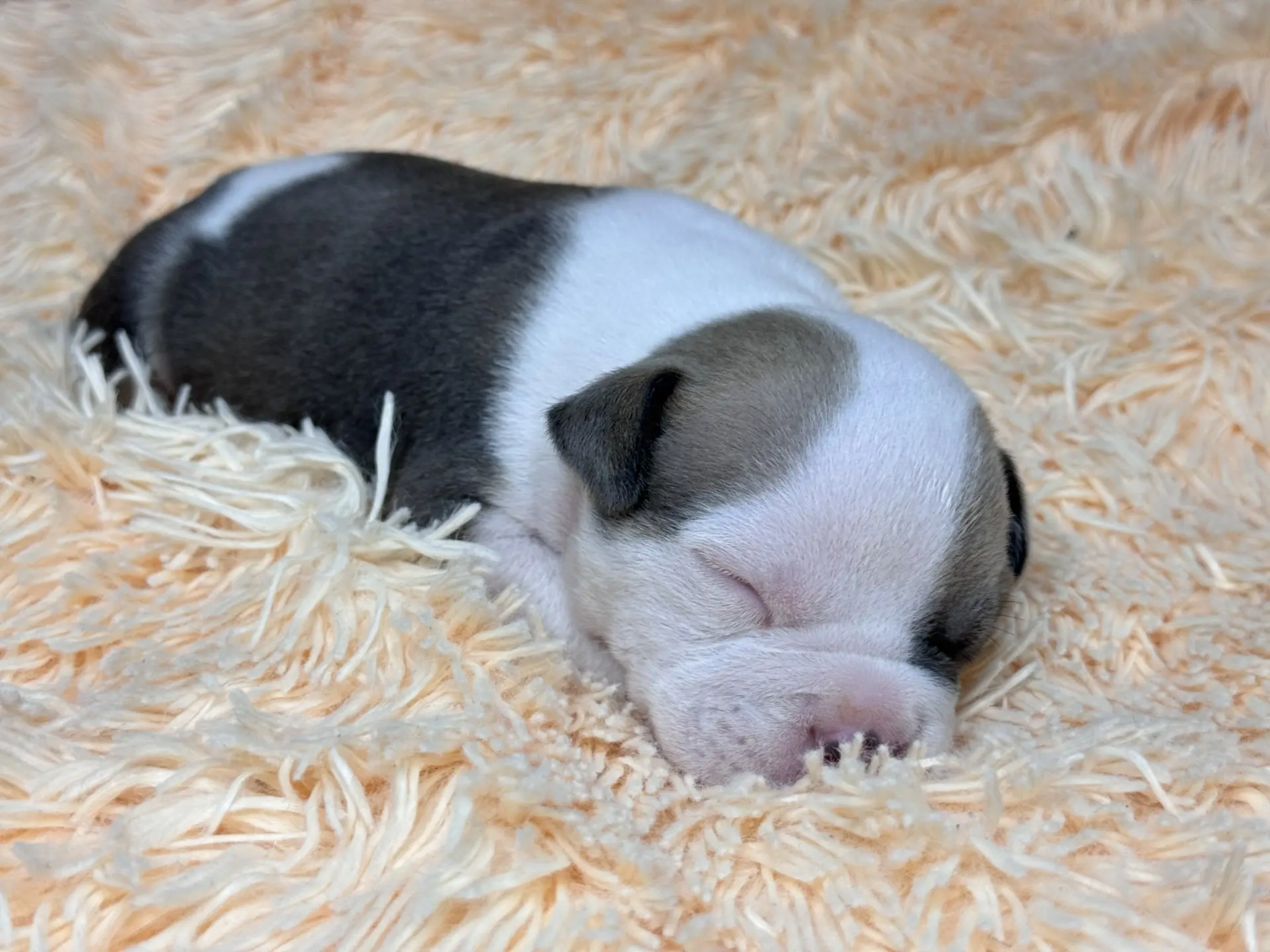 Все свободные щенки. Американский Булли в г. Ростов-на-Дону. Питомник THE POWER OF SIBERIA
