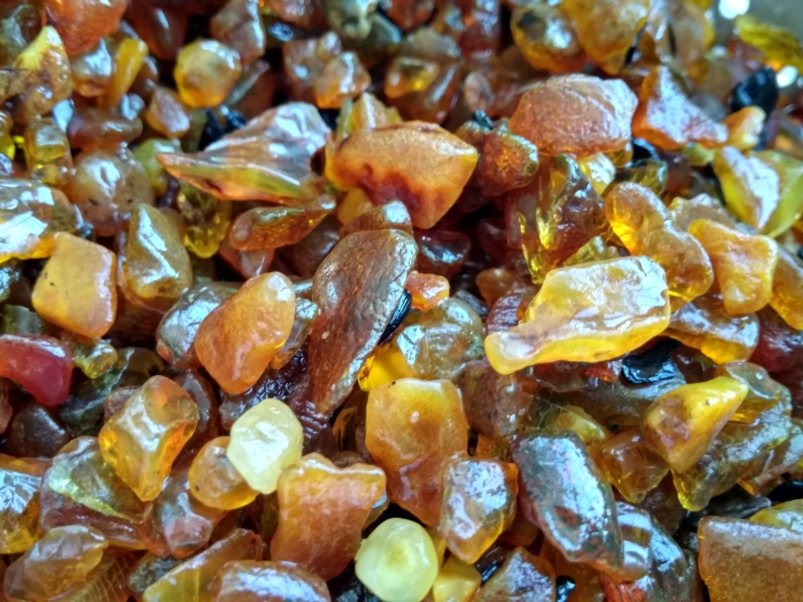 На пляж в поселке Янтарный в Калининградкой области выбросило кучу крупного янтаря