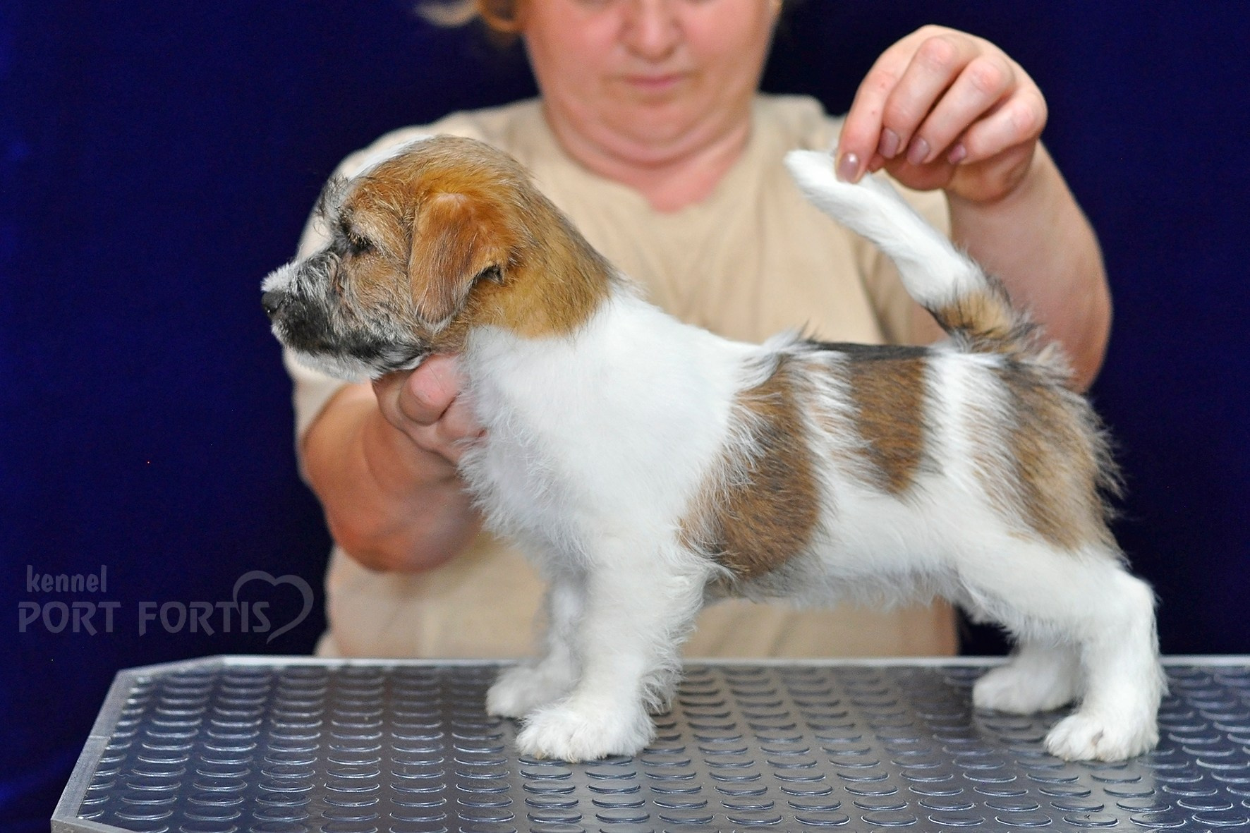 2026 Litter H male 1. Щенки джек рассел терьера, питомник РКФ, питомник джек рассел терьеров, питомник Порт Фортис, kennel PORT FORTIS