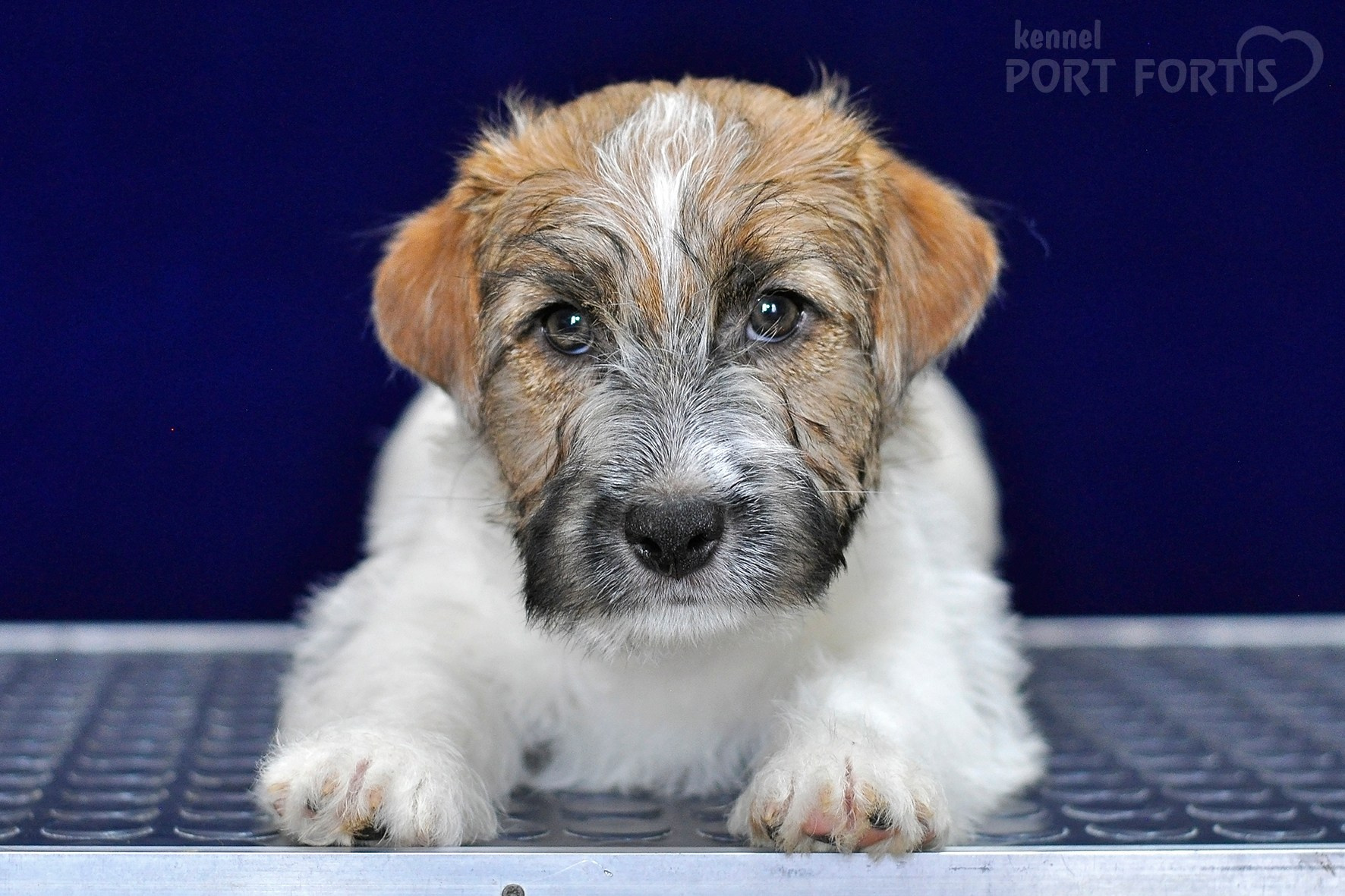 2026 Litter H male 1. Щенки джек рассел терьера, питомник РКФ, питомник джек рассел терьеров, питомник Порт Фортис, kennel PORT FORTIS