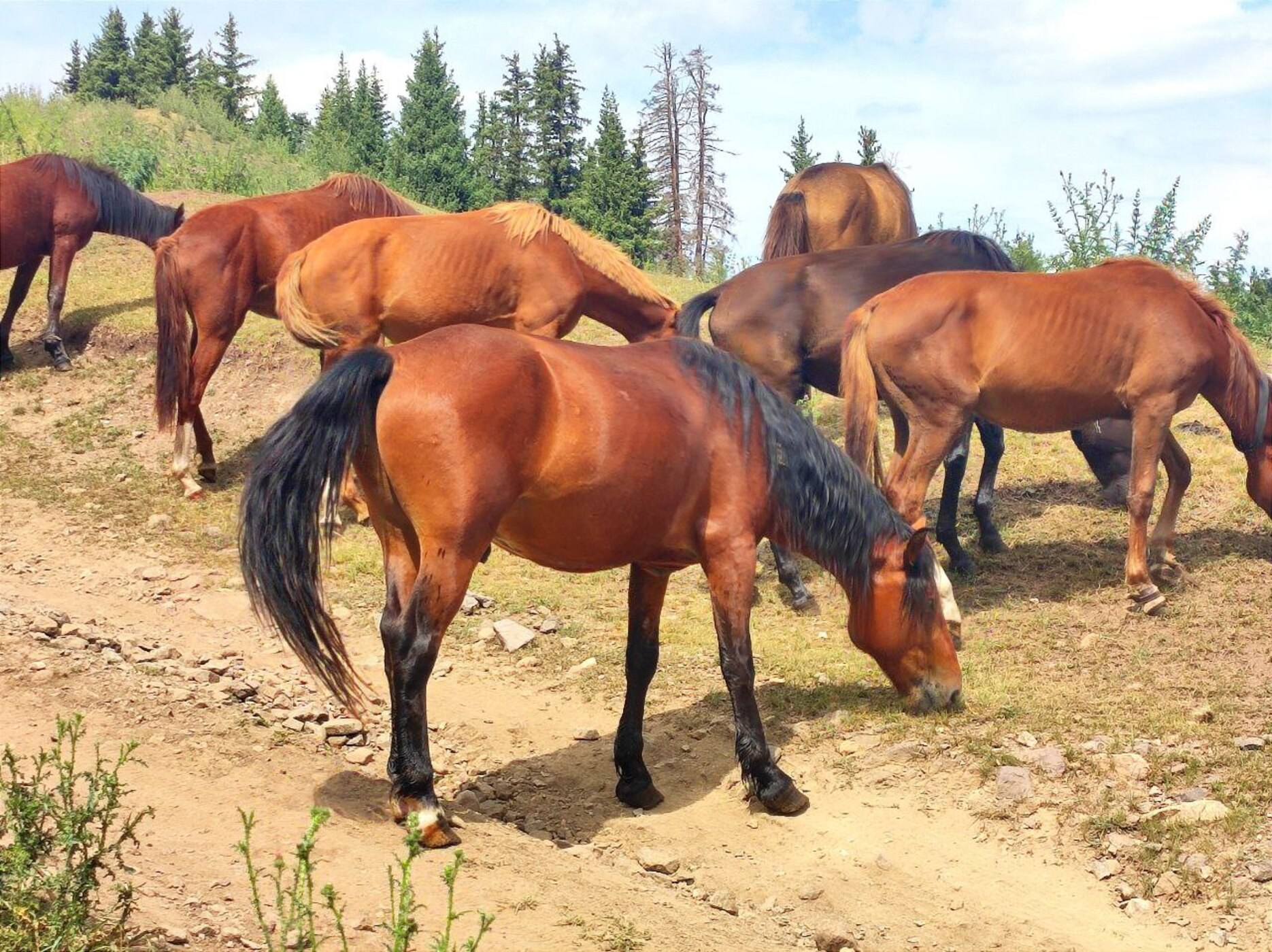 Экскурсия и тур на плато Ассы и водопад Медвежий из Алматы