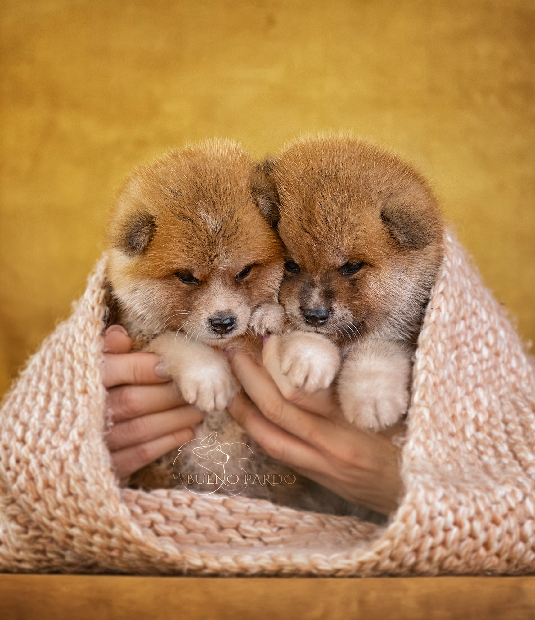 Щенки японской акита ину из питомника. Питомник собак Акита, Хаски, Корги