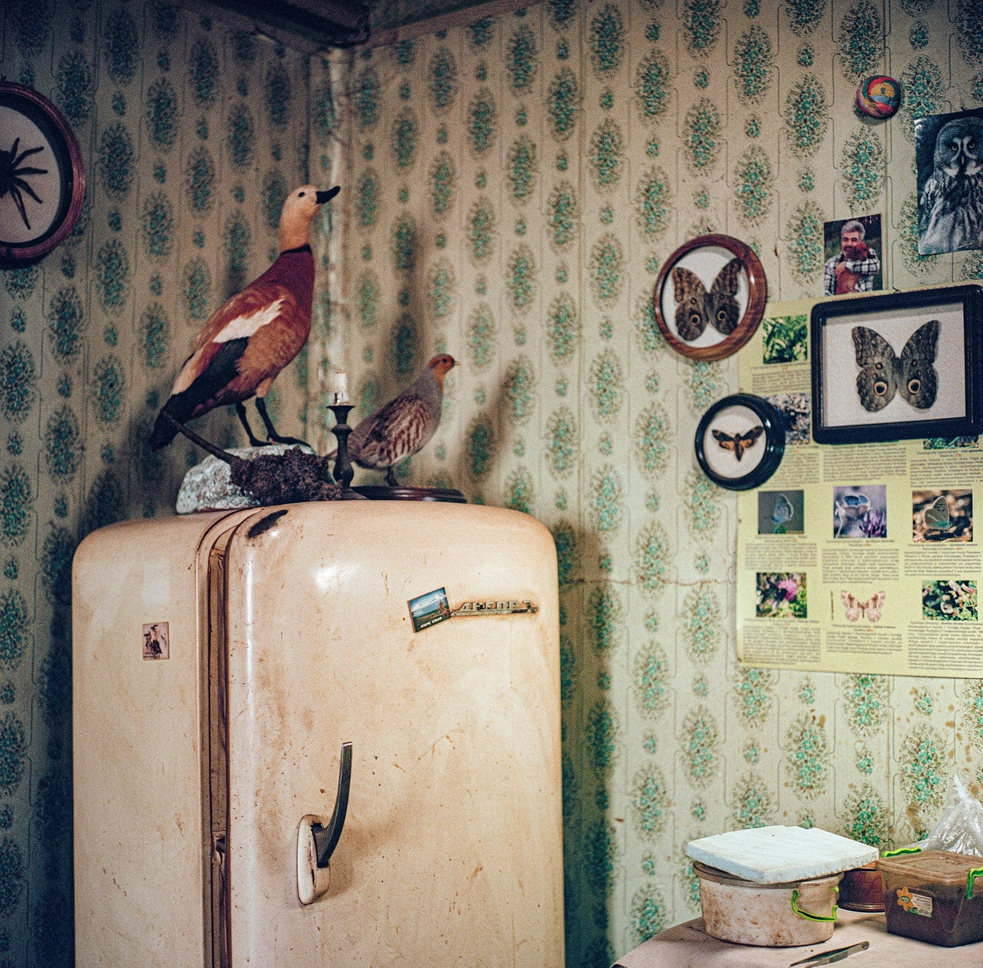 Проект Рены Эффенди (Rena Effendi) «Looking for Satyrus». Private image