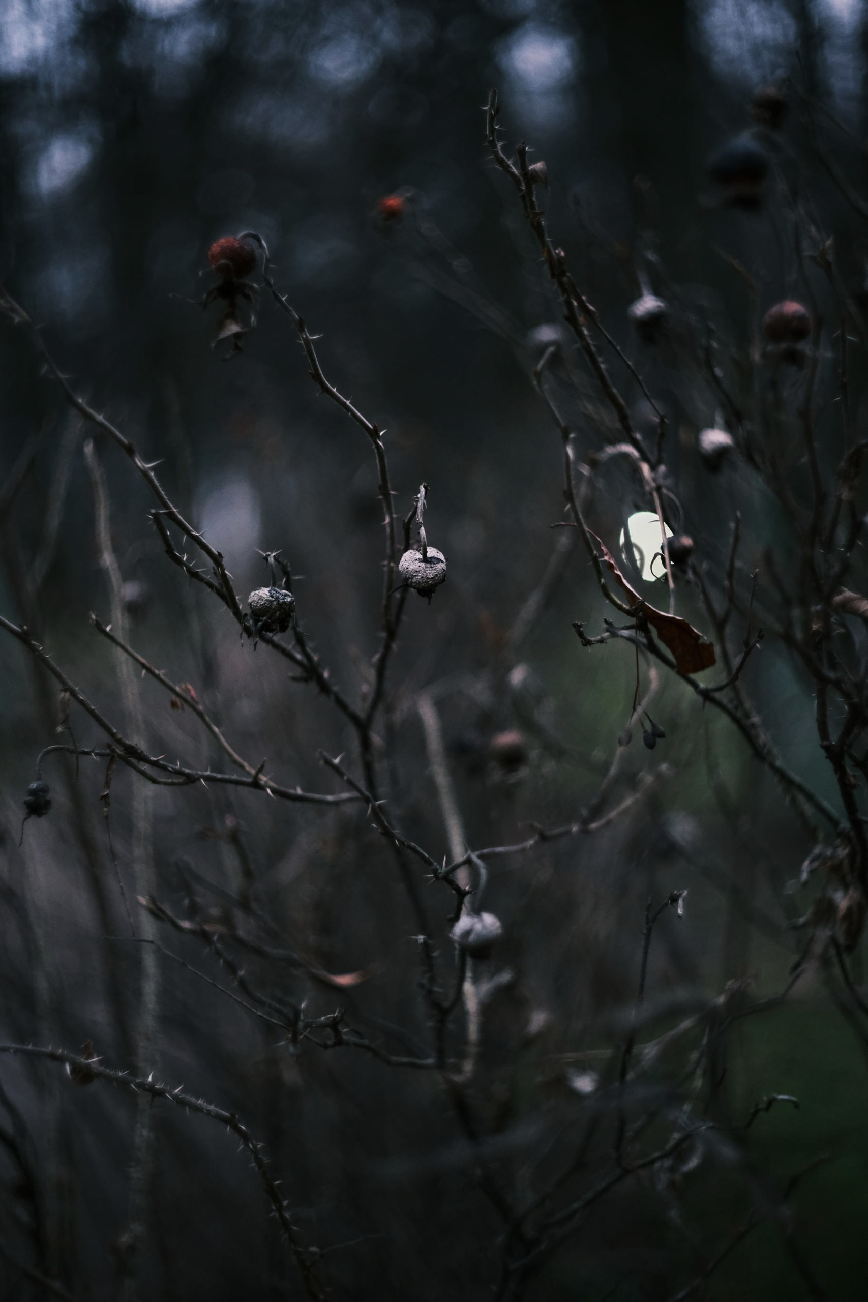 Плоды шиповника