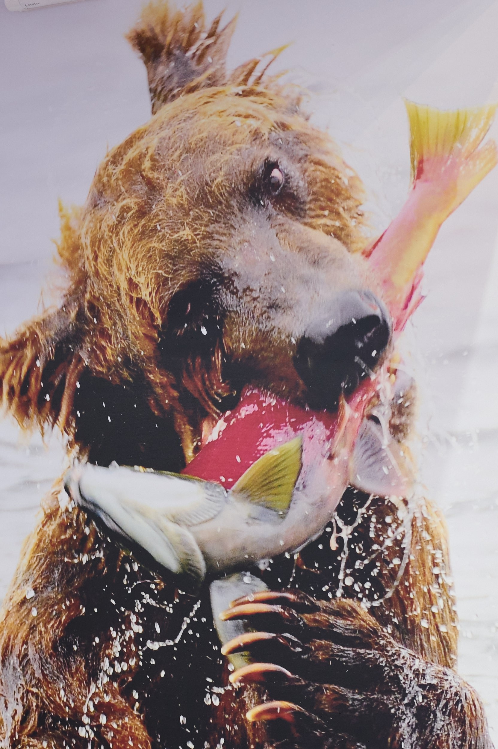 Фотография на стенде: медведь, поймавший рыбу пастью. Seafood Expo Russia 2025, Экспофорум, Санкт‑Петербург.