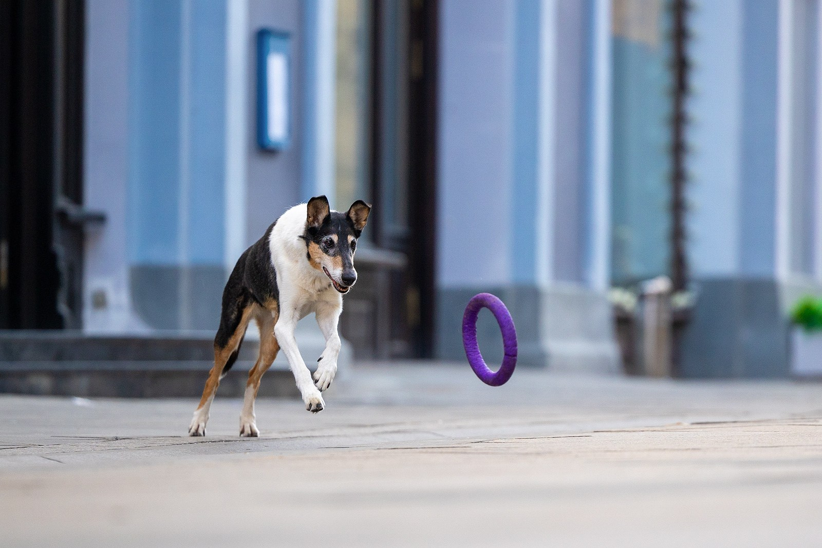 Винтик и Вита в городе. Фотограф-анималист Natalia Deingel | Фотосъемка собак в Москве