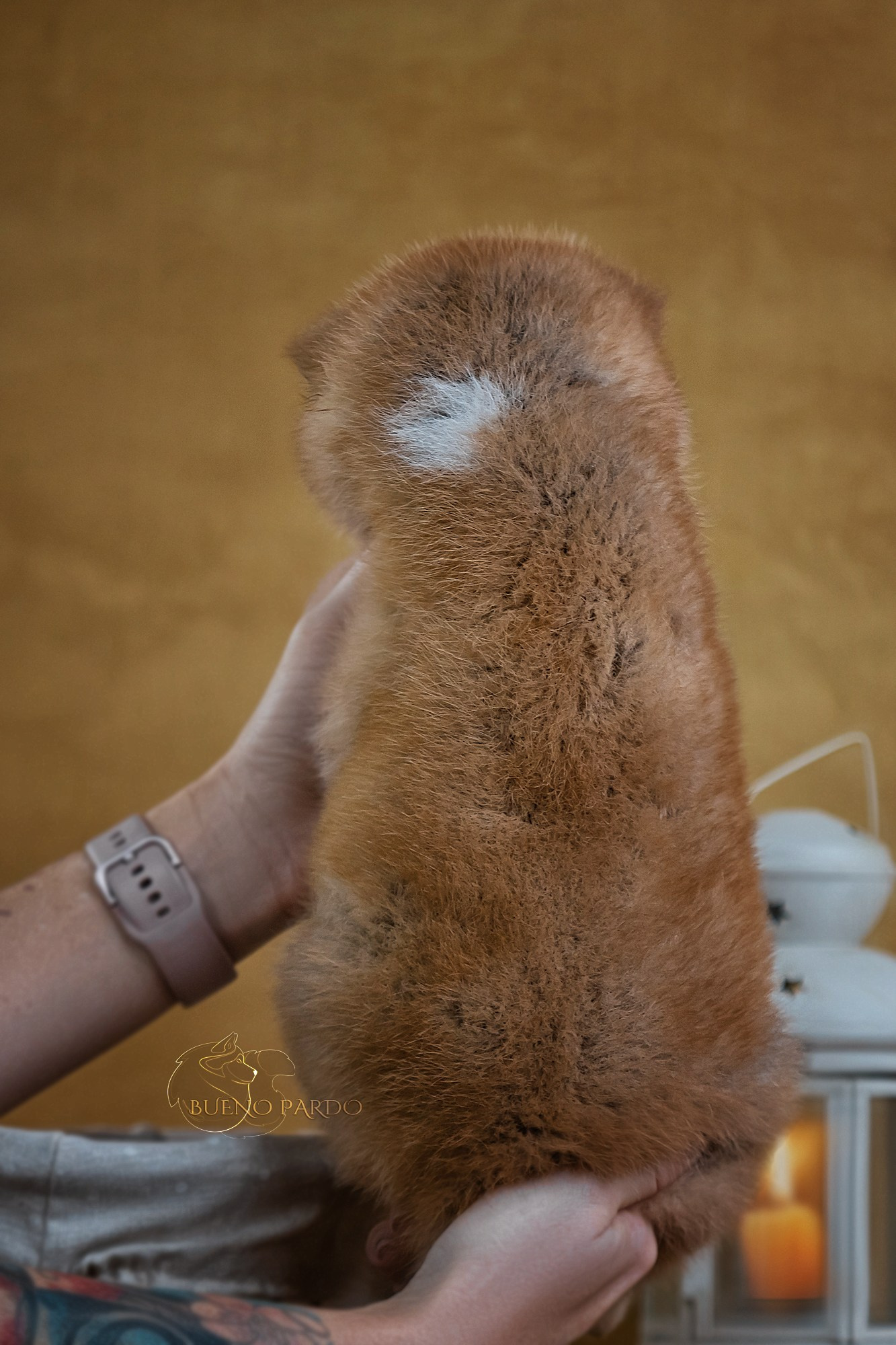 Щенки японской акита ину из питомника. Питомник собак Акита, Хаски, Корги