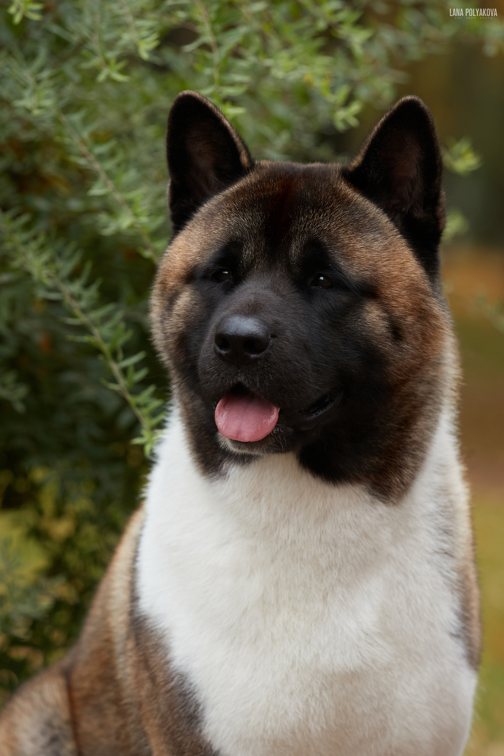 Осенняя съемка для американской акиты. ФОТОГРАФ-АНИМАЛИСТ l LANA POLYAKOVA